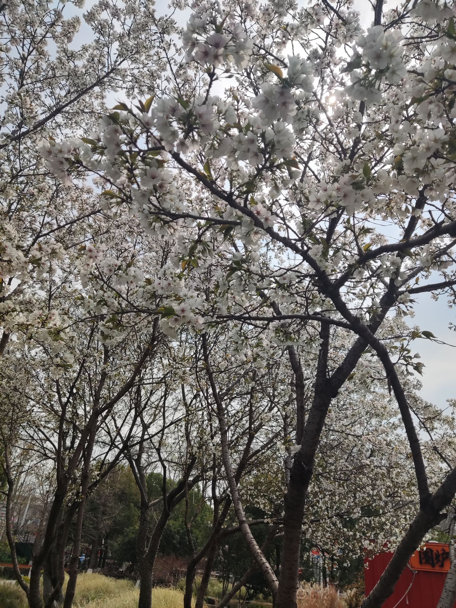 荷花法治公园旅行图片 1