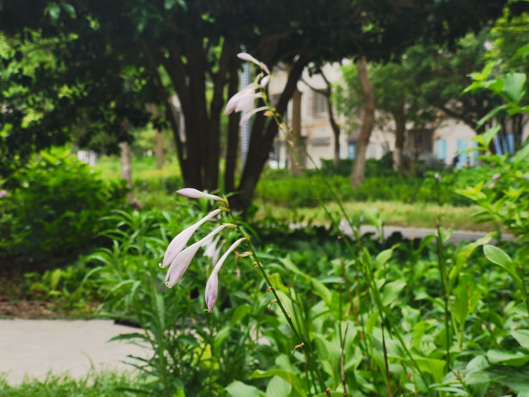 荷花法治公园旅行图片 3