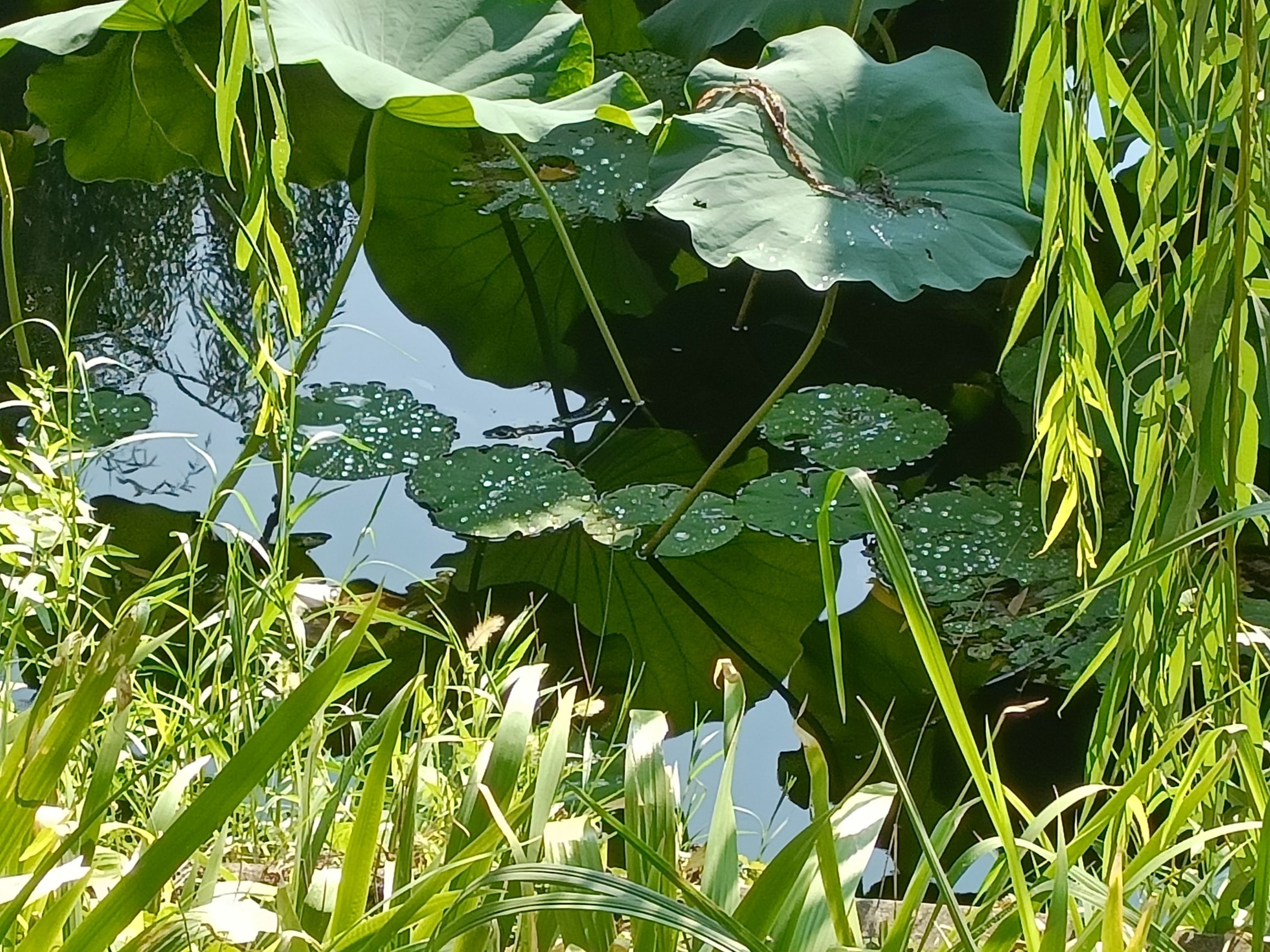 鸡鸣湖旅行图片 2
