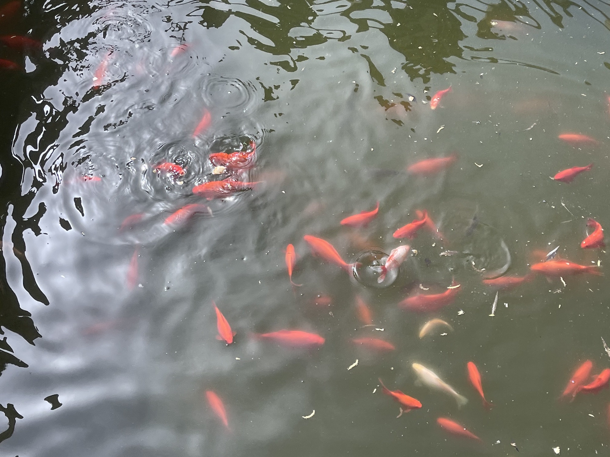 鸡鸣湖旅行图片 2