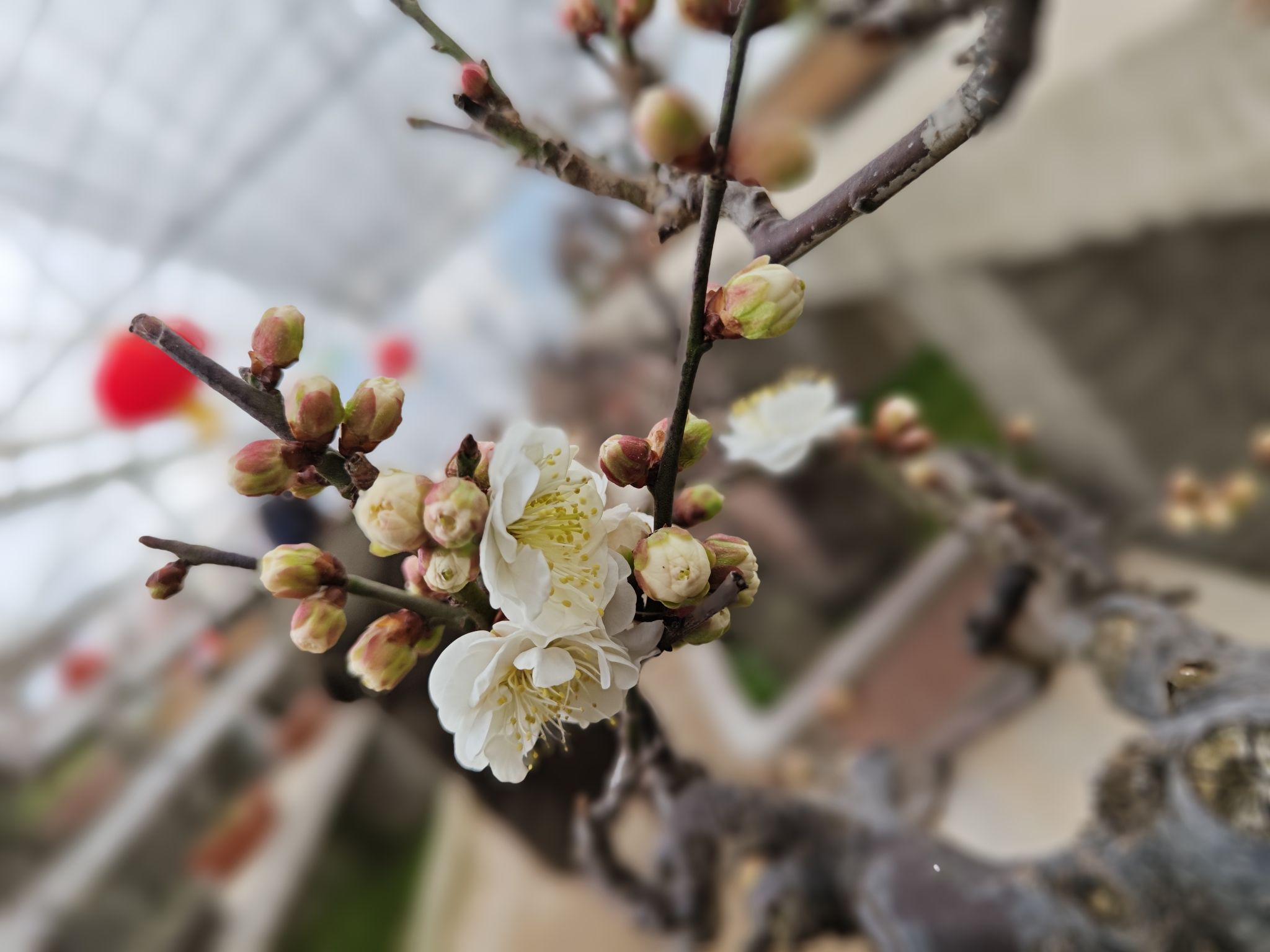 建业绿色基地-腊梅园旅行图片 1