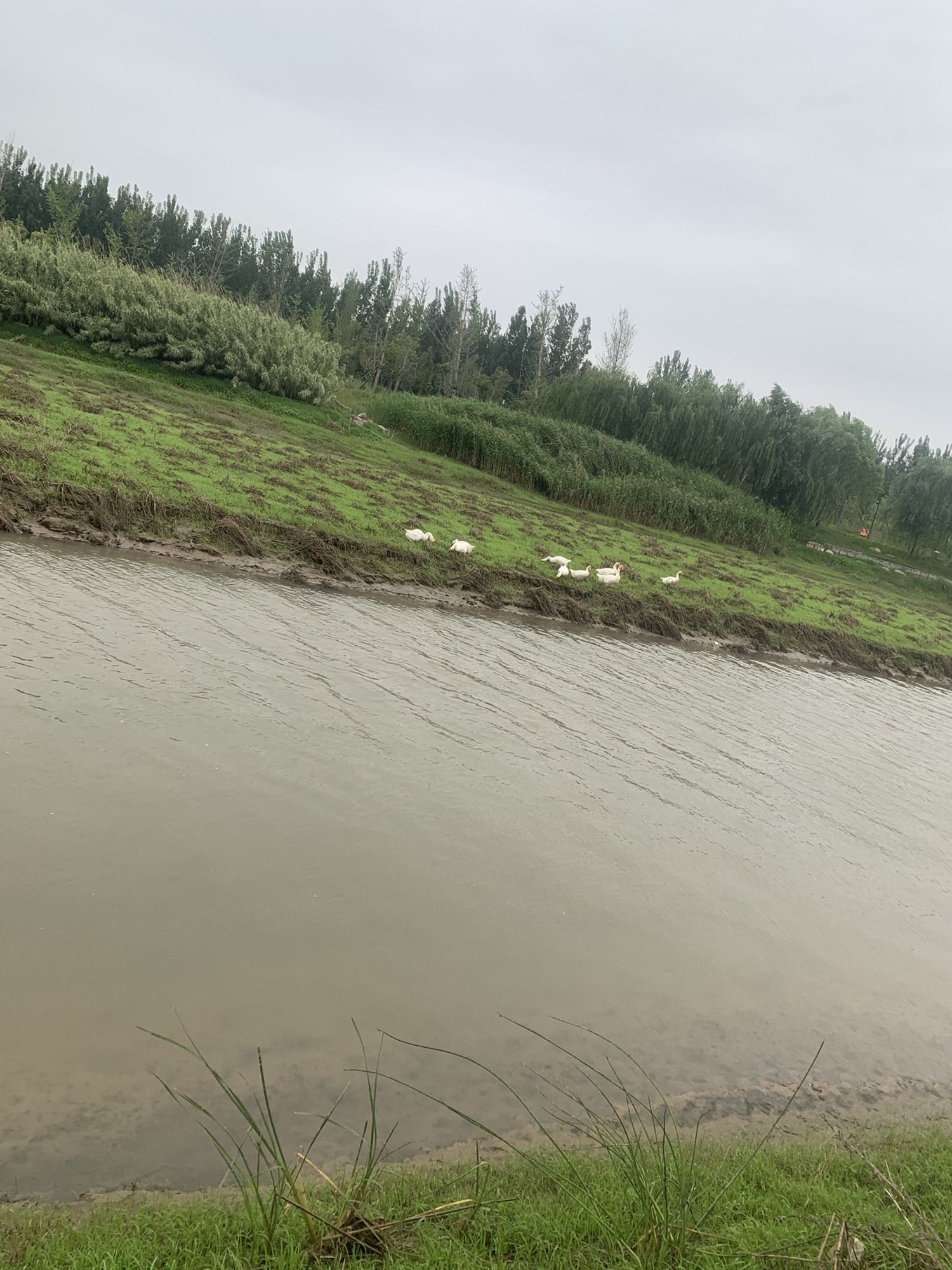 新乡南湖公园旅行图片 2
