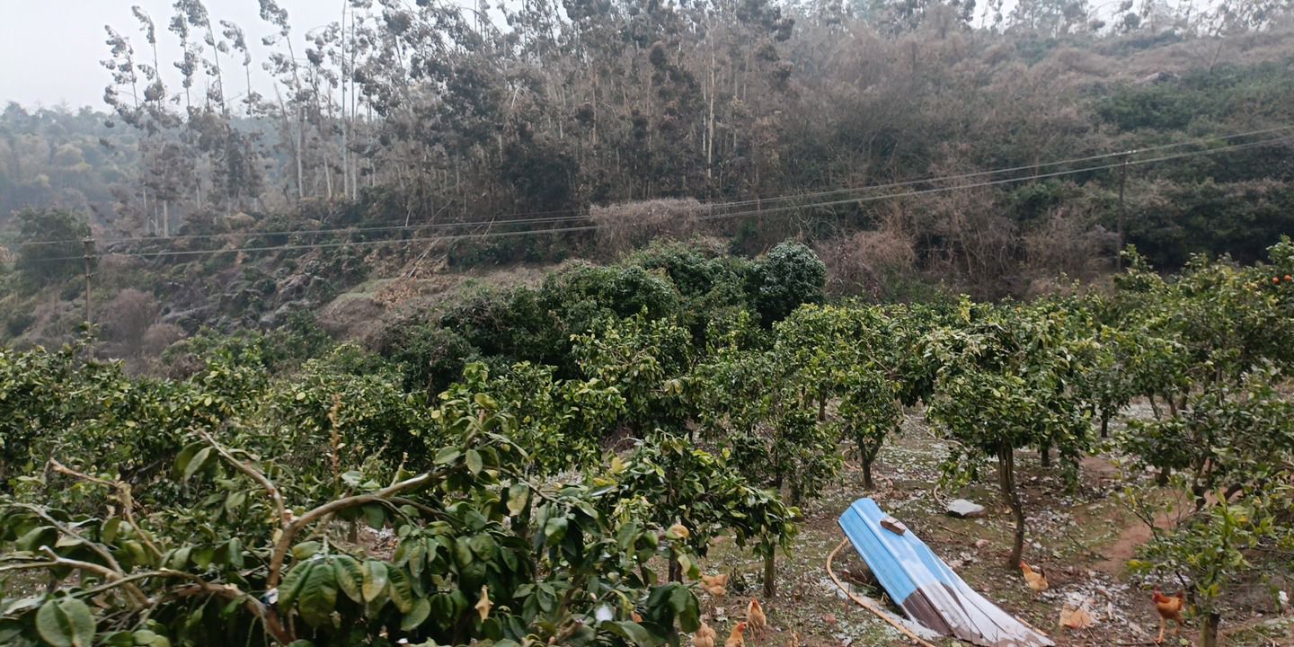 珠晖山地森林公园旅行图片 1