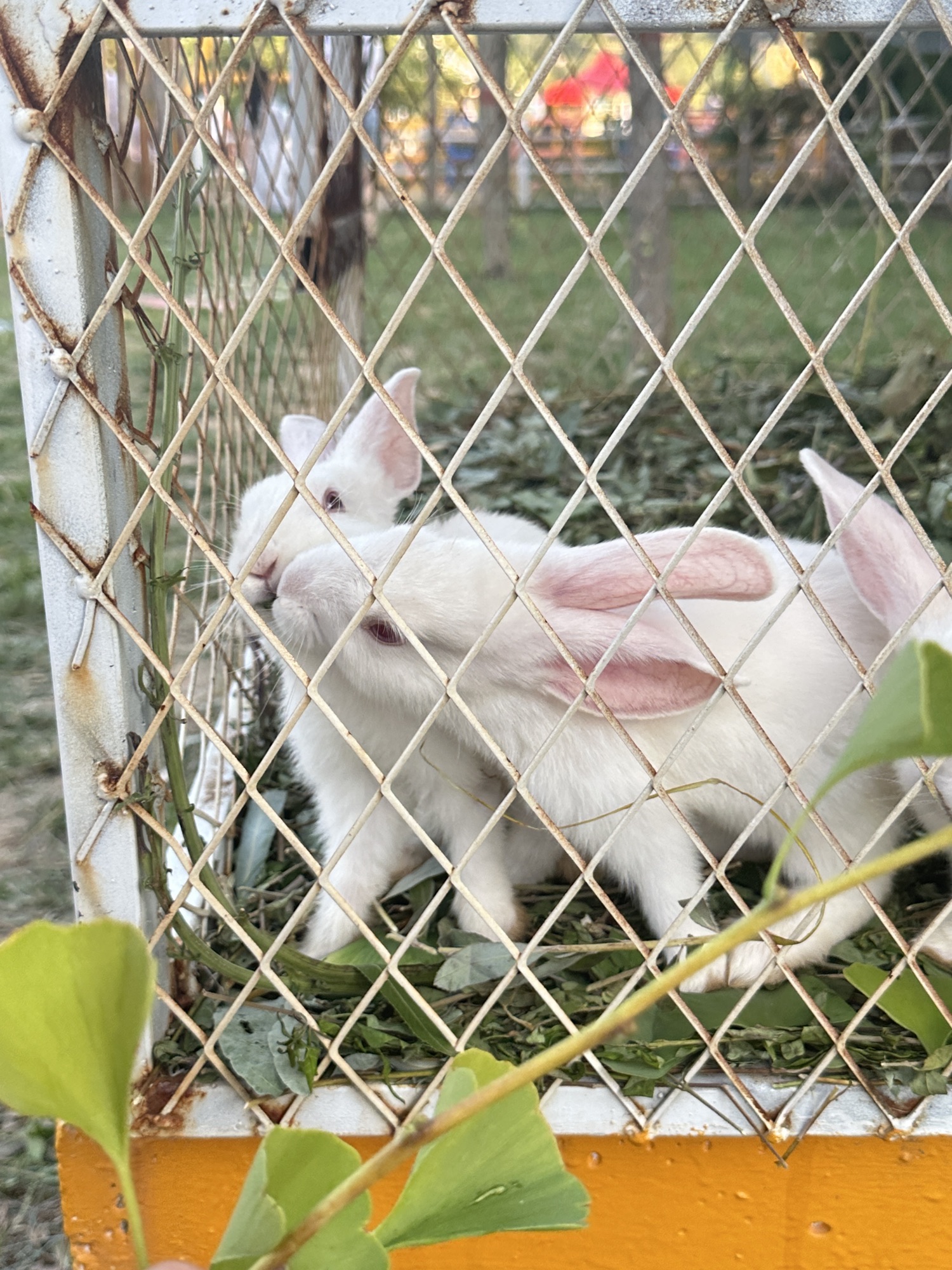 田鑫小镇旅行图片 1
