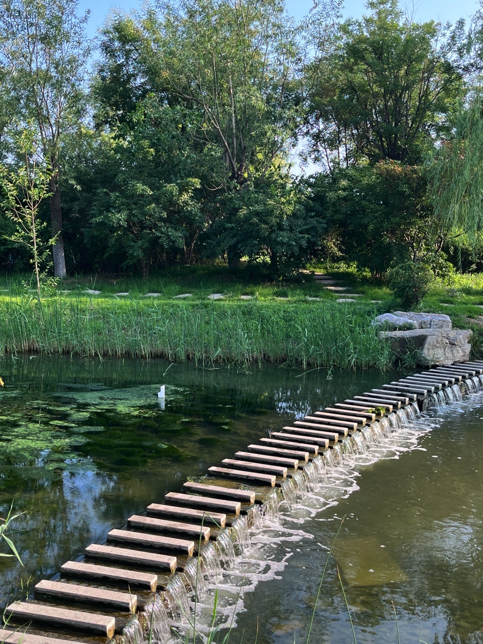 乌河入湖口湿地公园旅行图片 1
