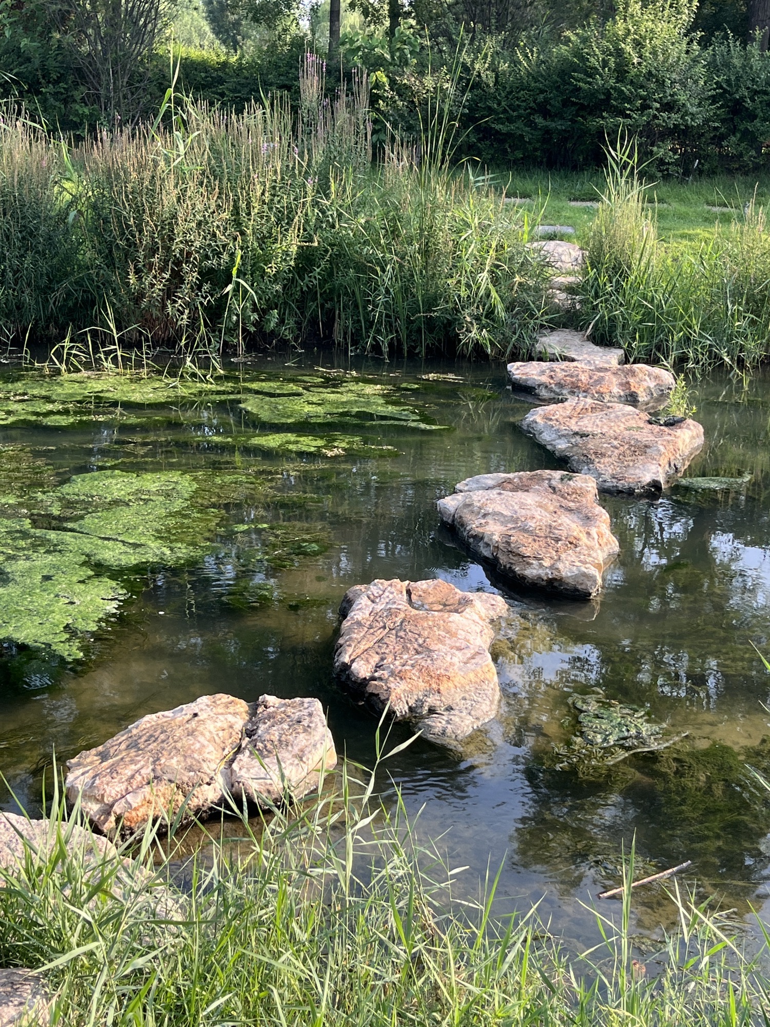 乌河入湖口湿地公园旅行图片 2