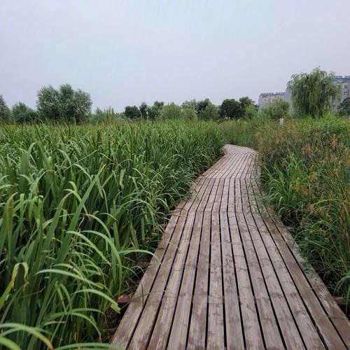 乌河入湖口湿地公园旅行图片 1