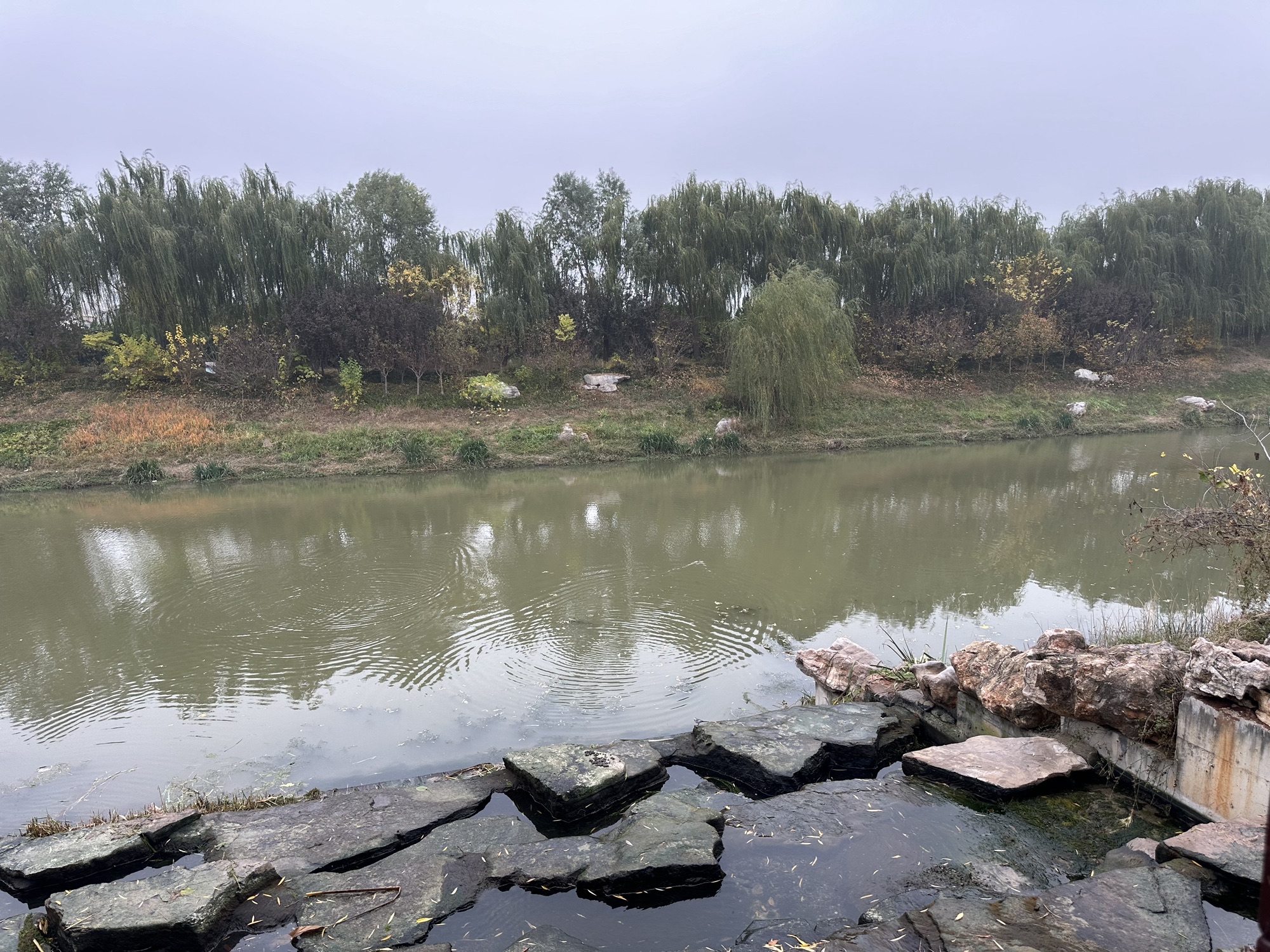 乌河入湖口湿地公园旅行图片 1