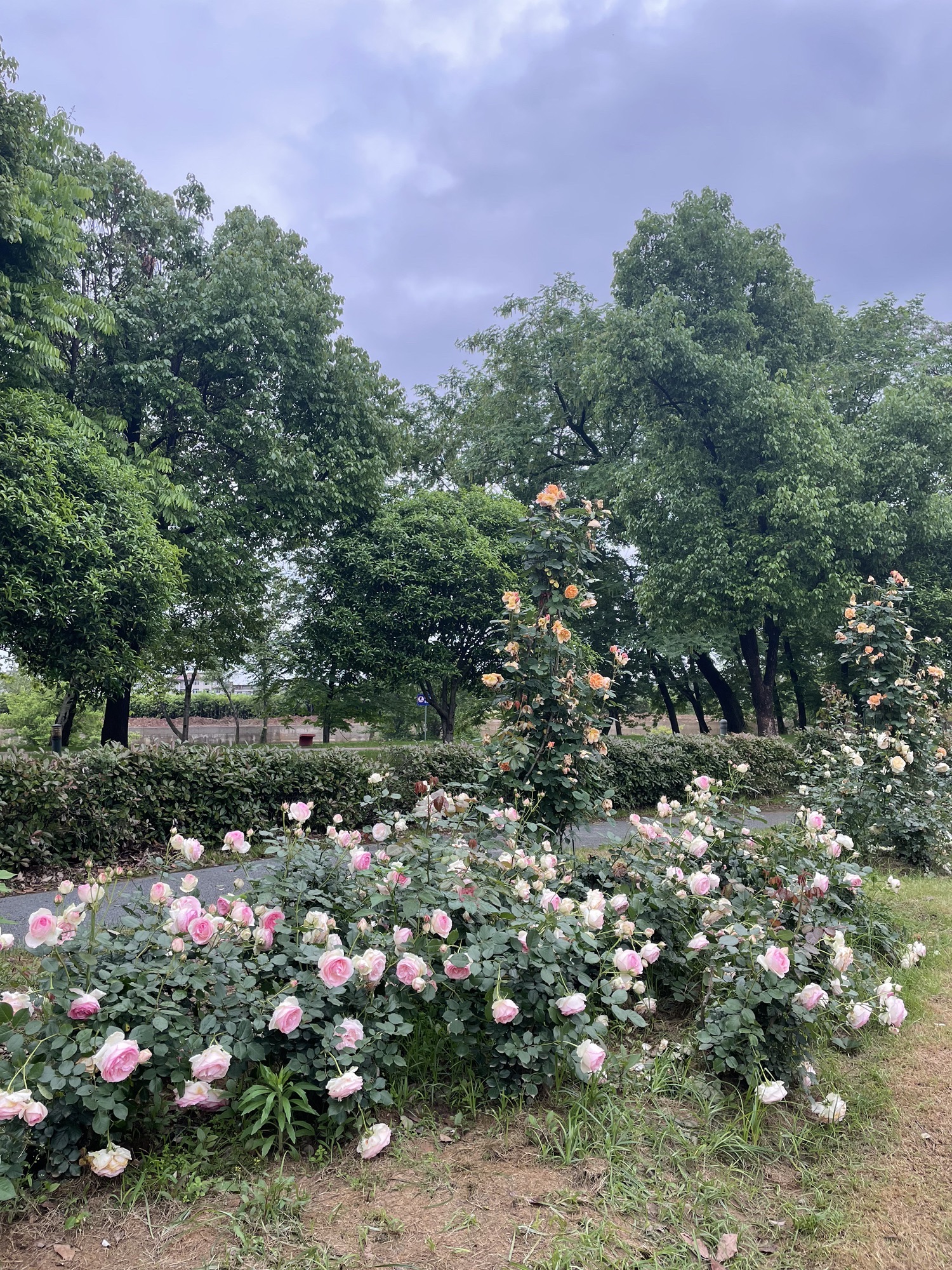 金沙溪湿地公园旅行图片 1