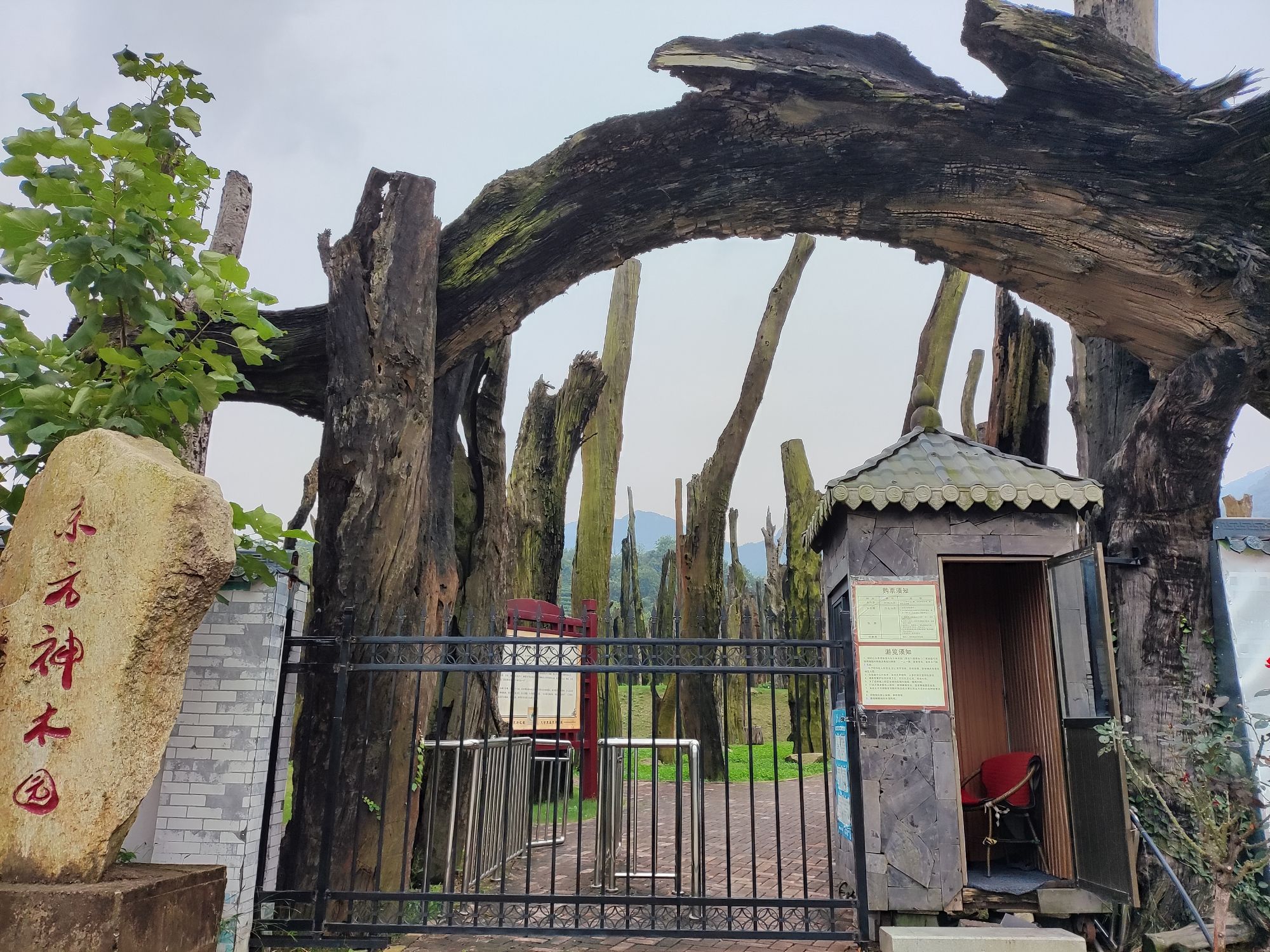 东方神木园旅行图片 2