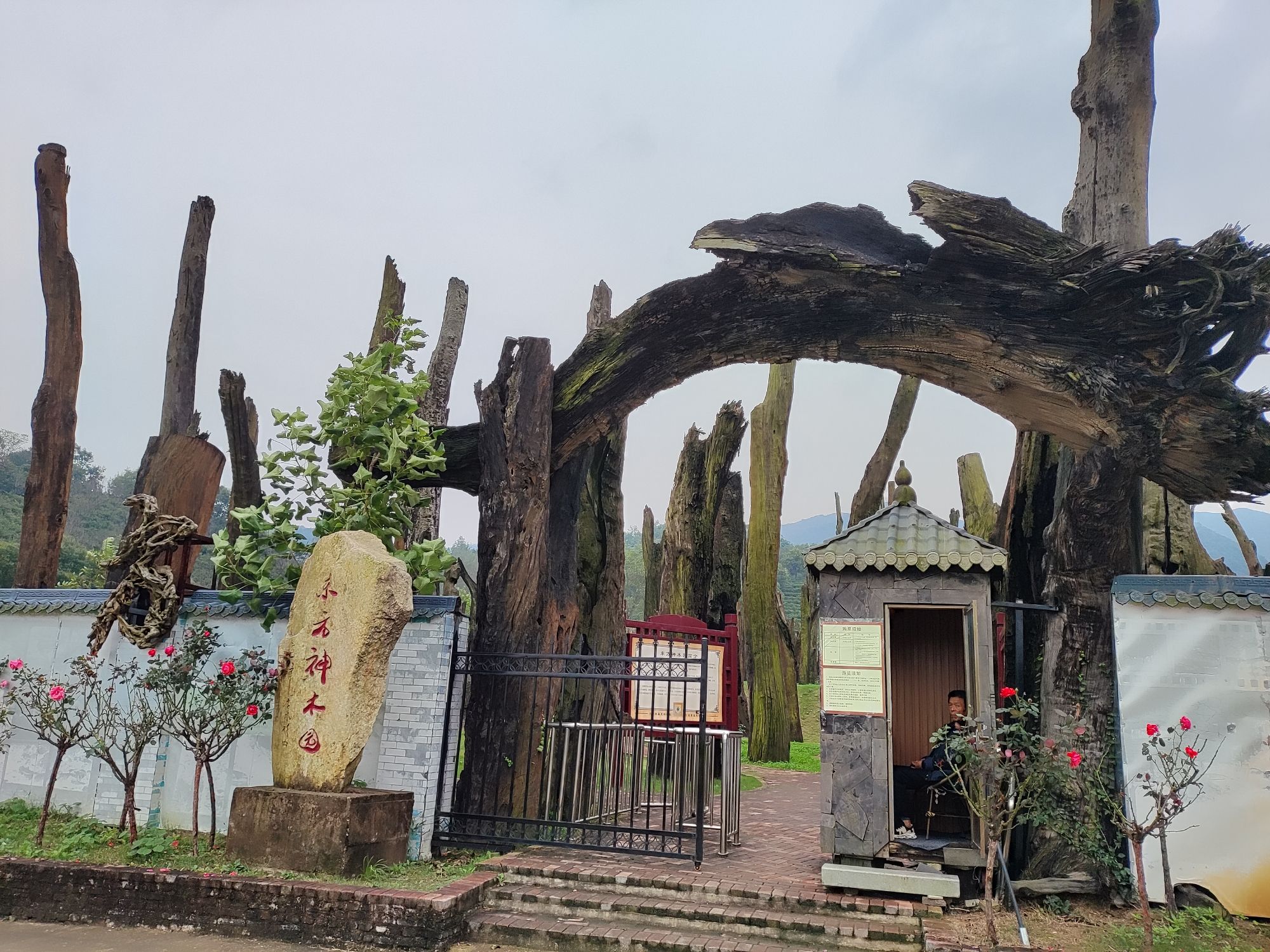 东方神木园旅行图片 1