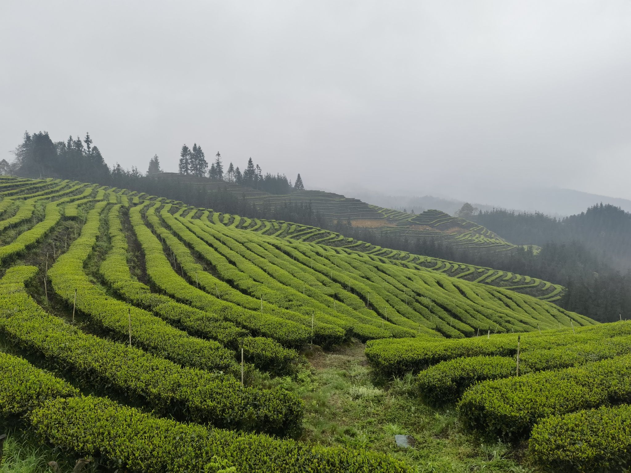 鹿鸣茶海旅游景区旅行图片 2