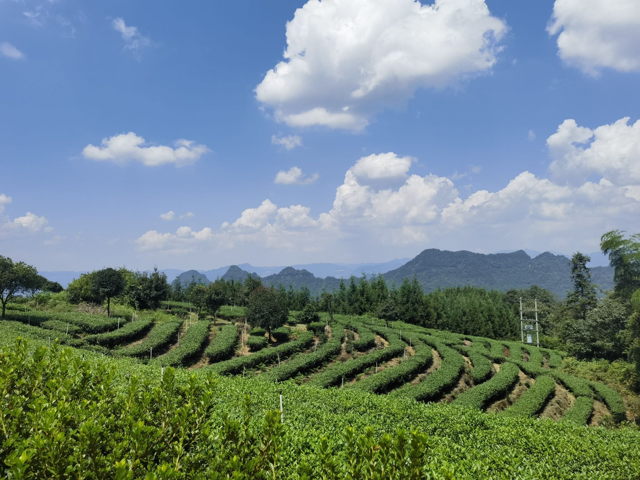 鹿鸣茶海旅游景区旅行图片 3