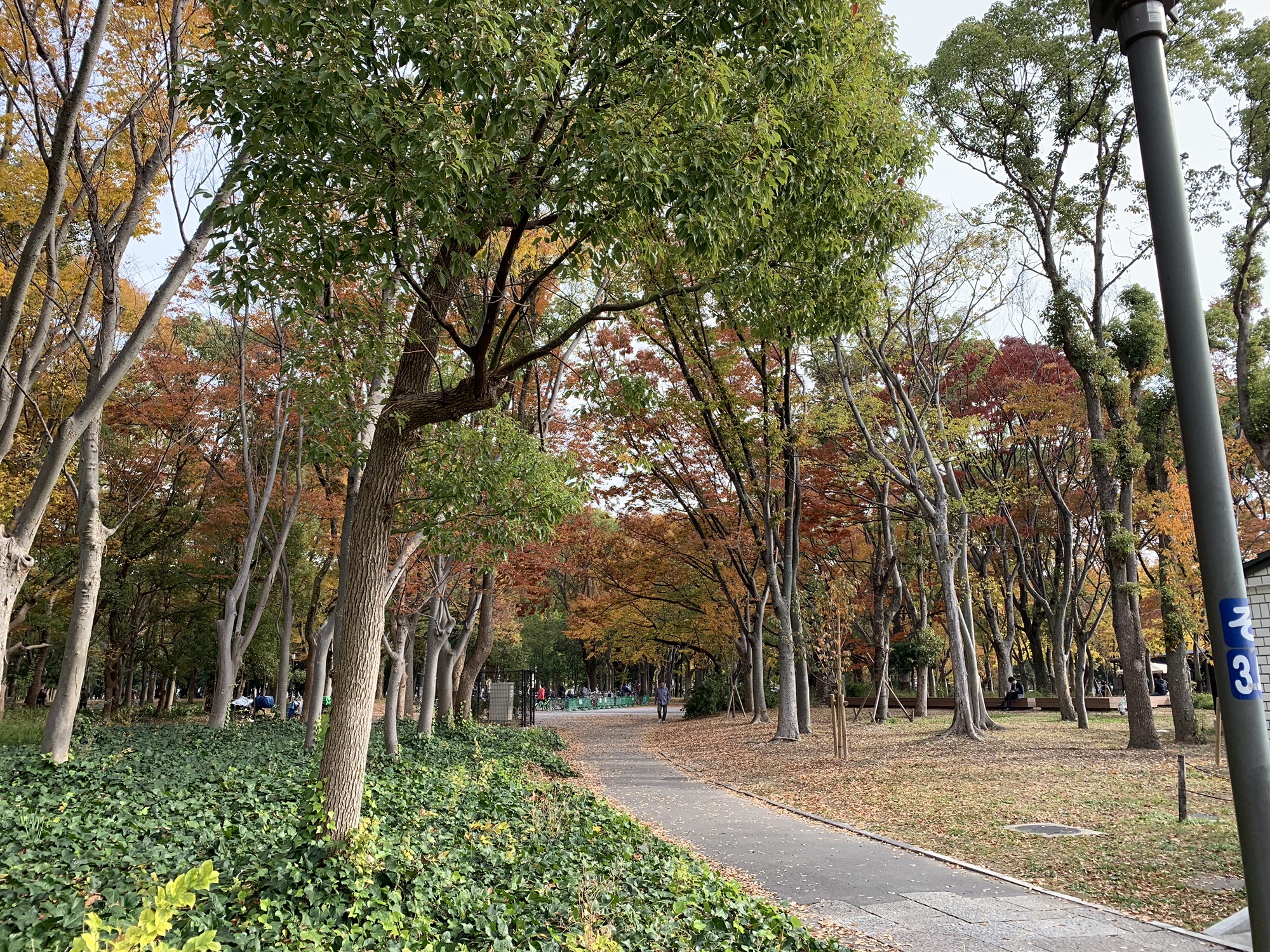 魏善庄城市森林公园旅行图片 2