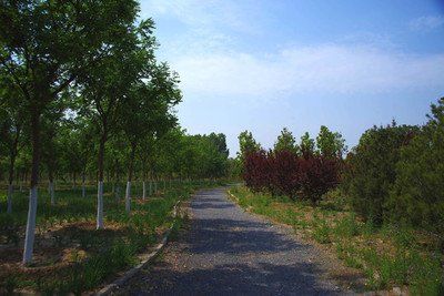 魏善庄城市森林公园旅行图片 3