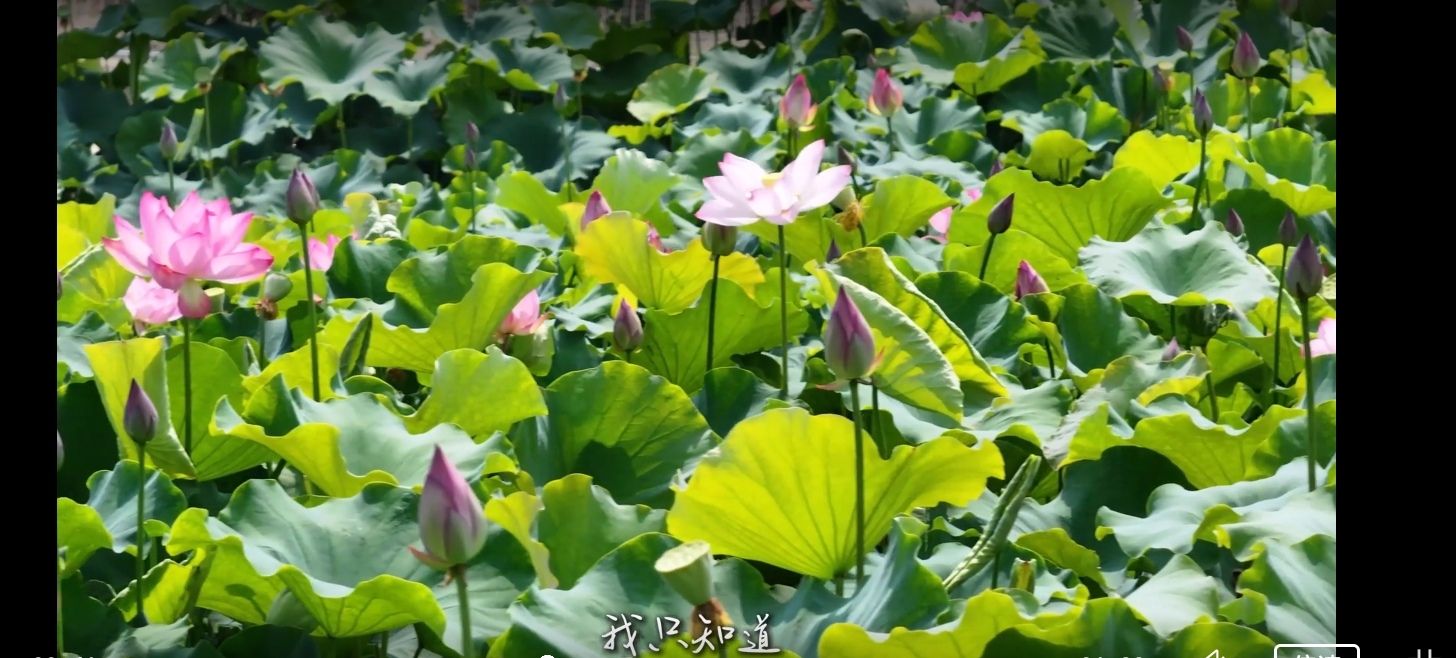 莲乡布德·梦里水乡旅行图片 3