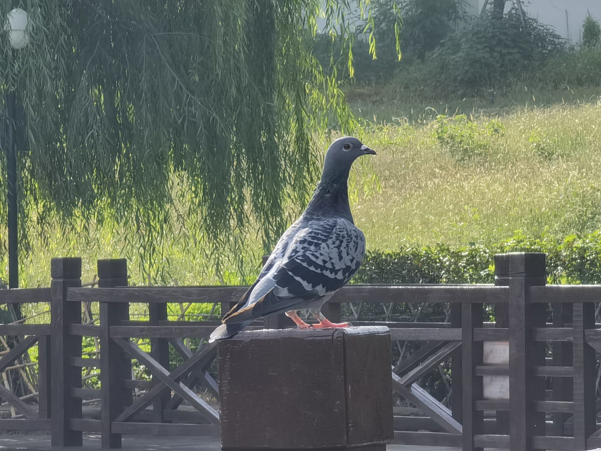 龙潭湖公园旅行图片 2
