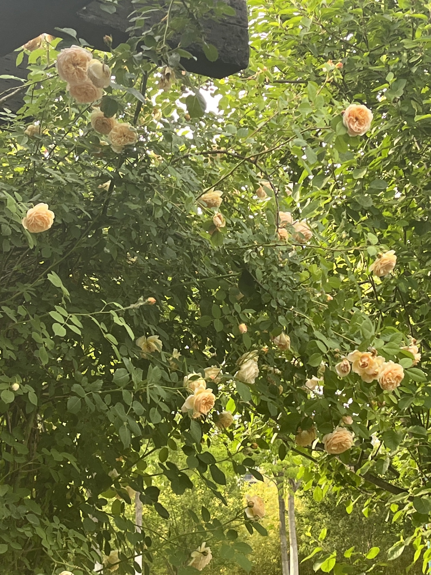 泮池公园旅行图片 1