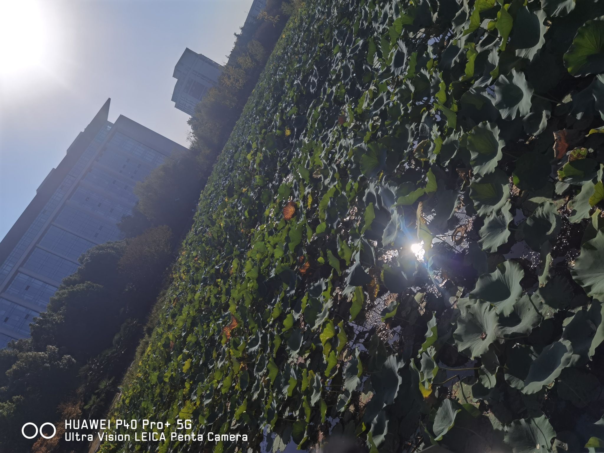 泮池公园旅行图片 1