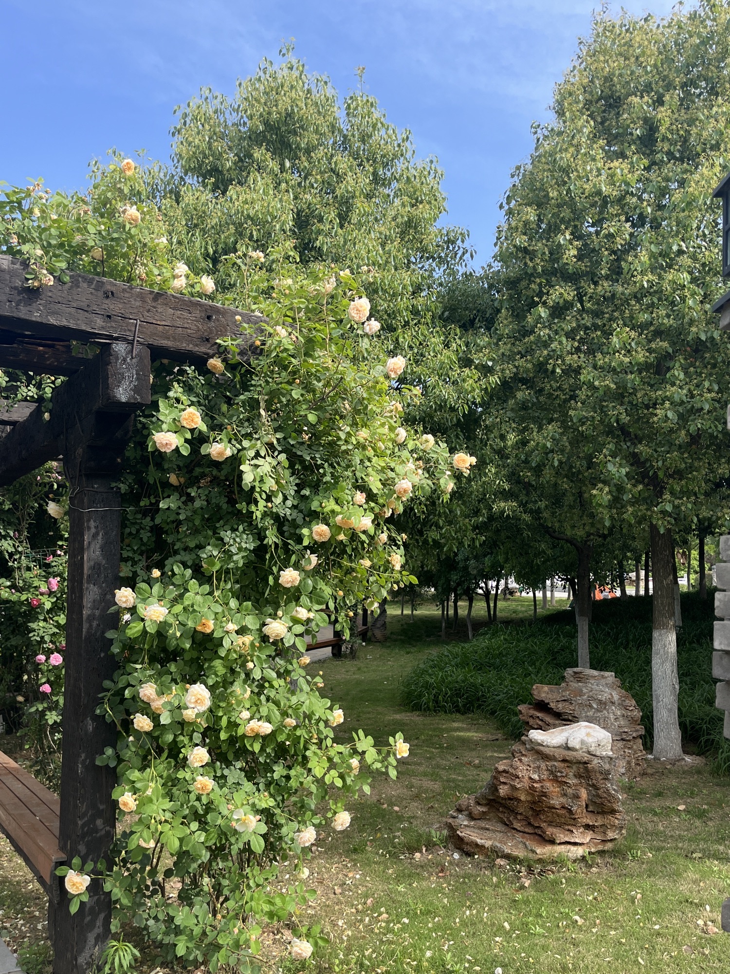 泮池公园旅行图片 3