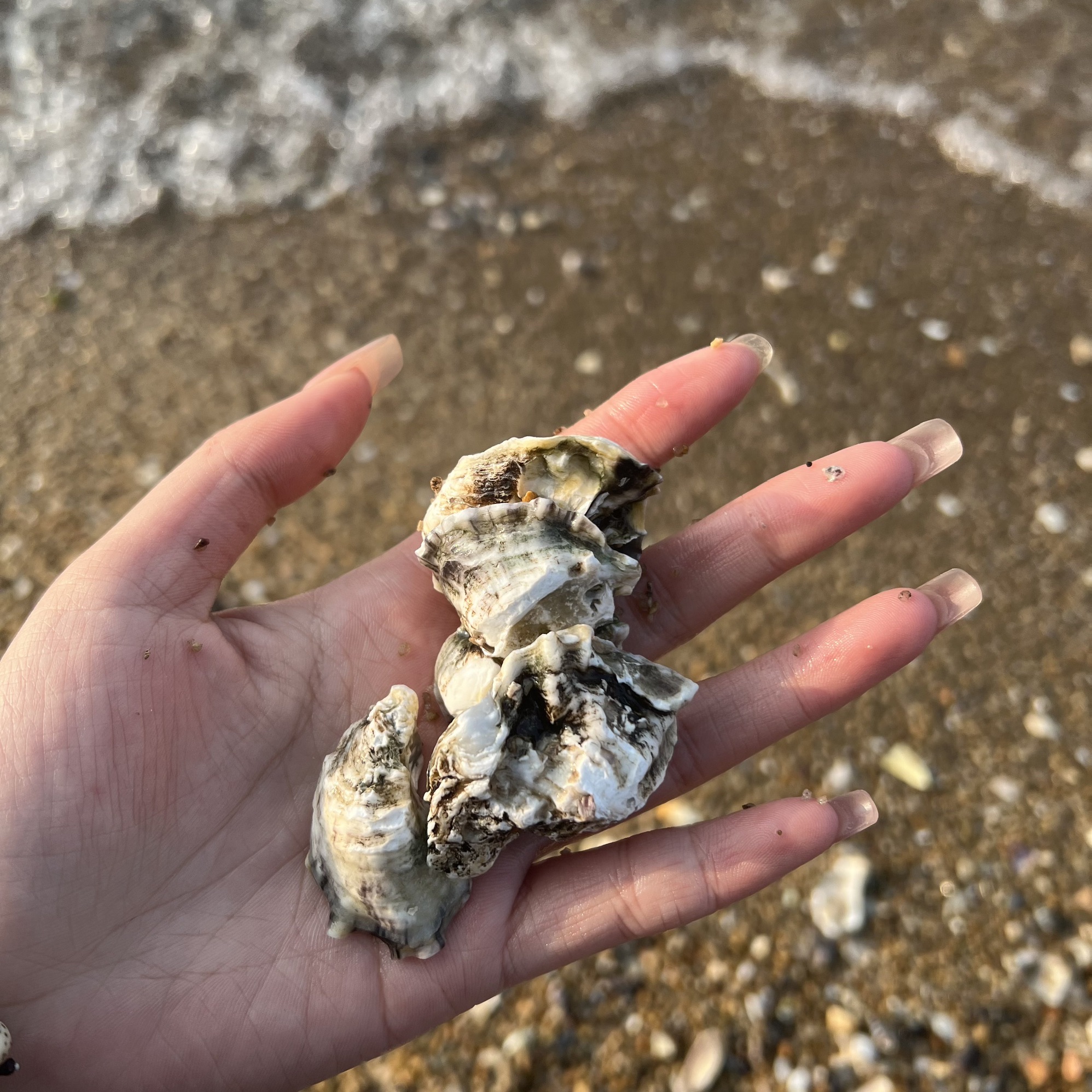 海庙拾贝滩旅行图片 3
