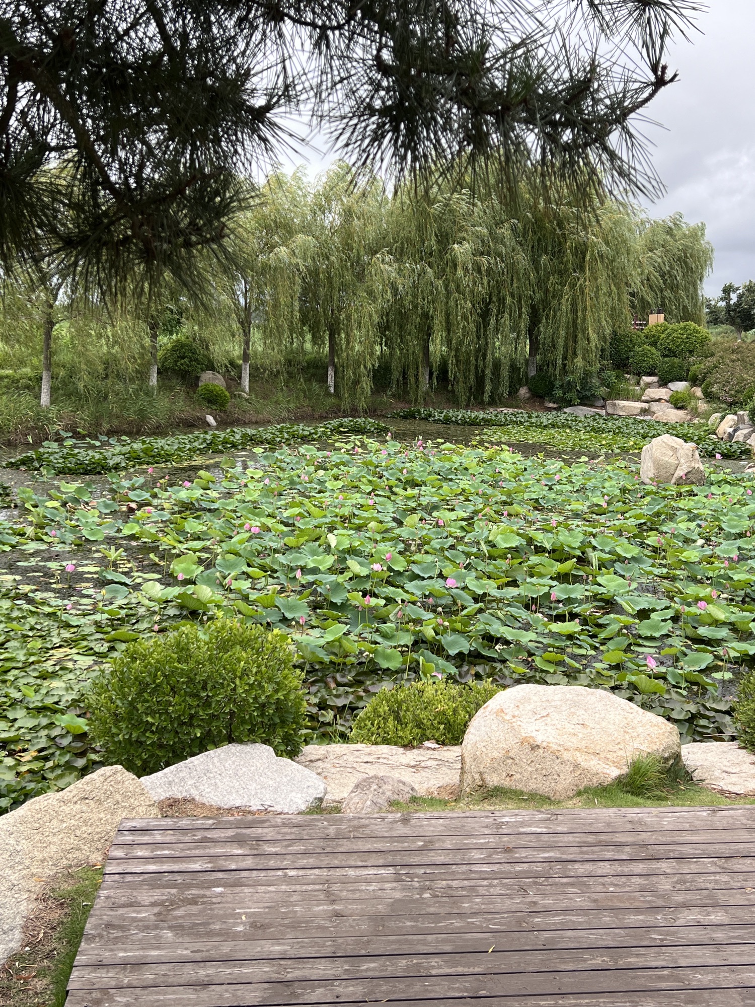 金花河湿地公园旅行图片 2