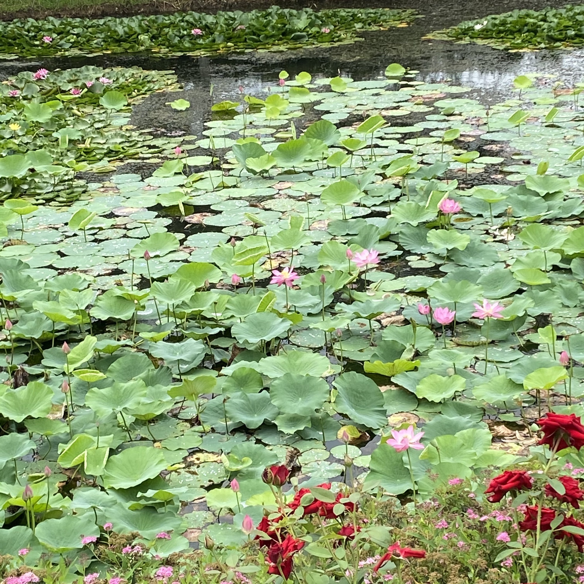 金花河湿地公园旅行图片 2