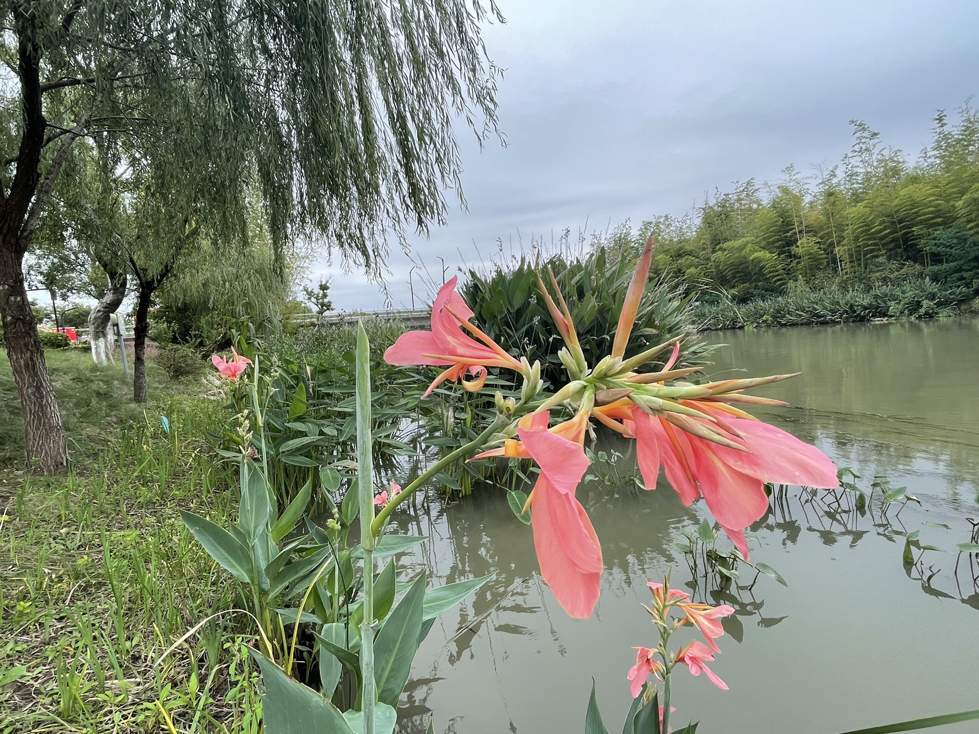 紫琅公园旅行图片 2