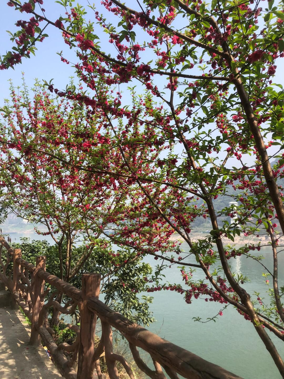 铜锣花谷生态园旅行图片 1