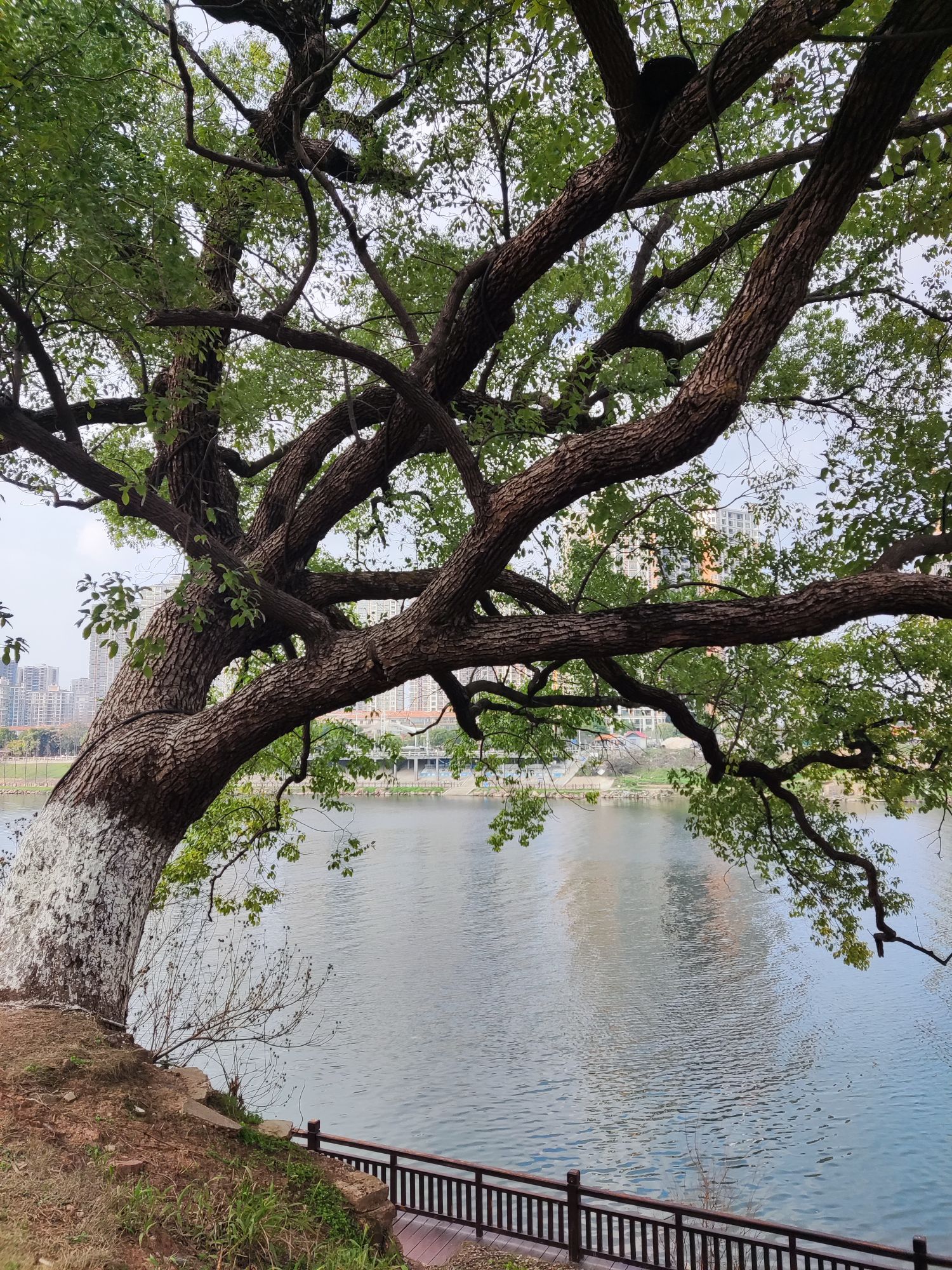 东洲岛旅行图片 3