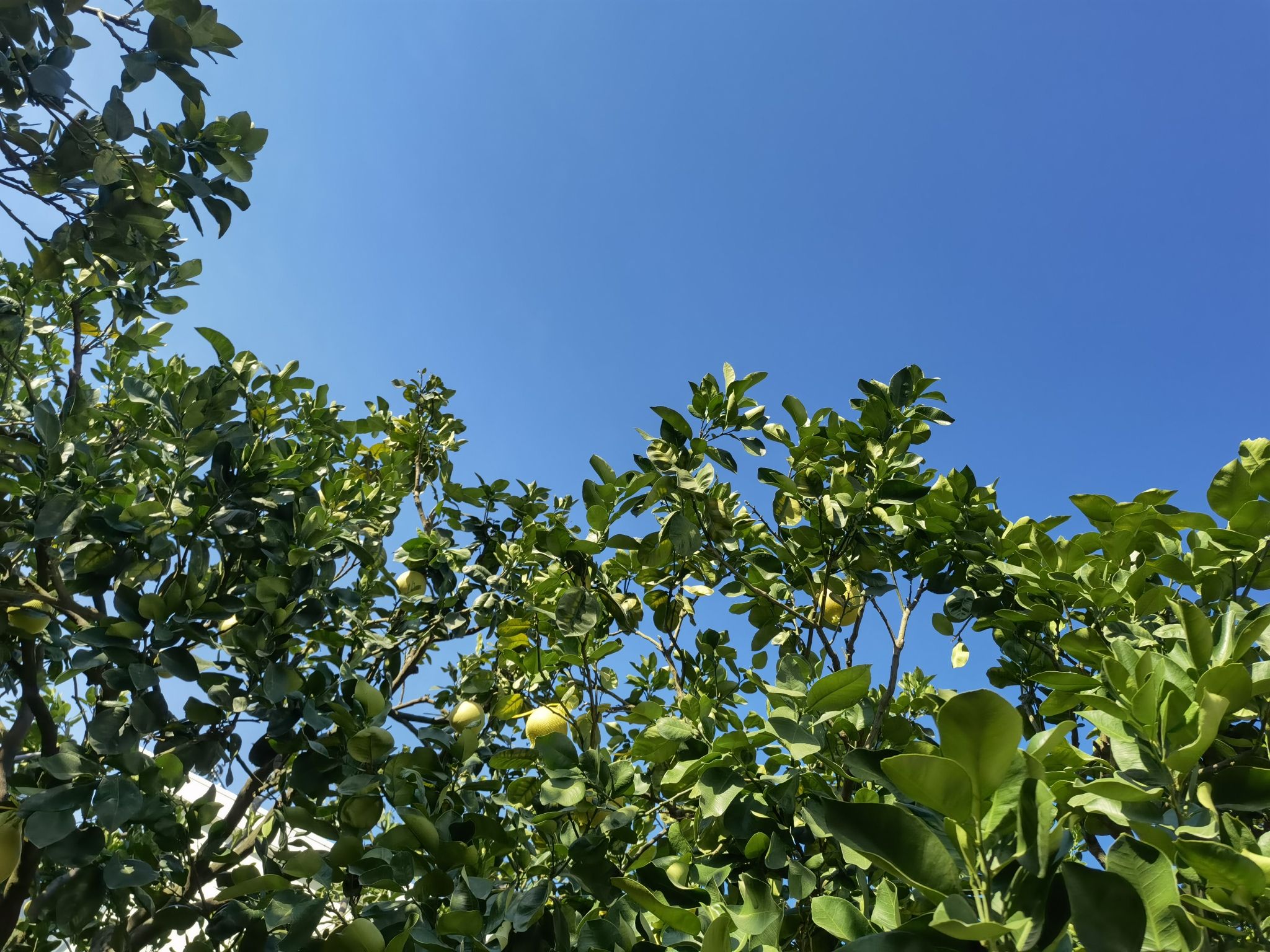 四季柚主题公园旅行图片 2