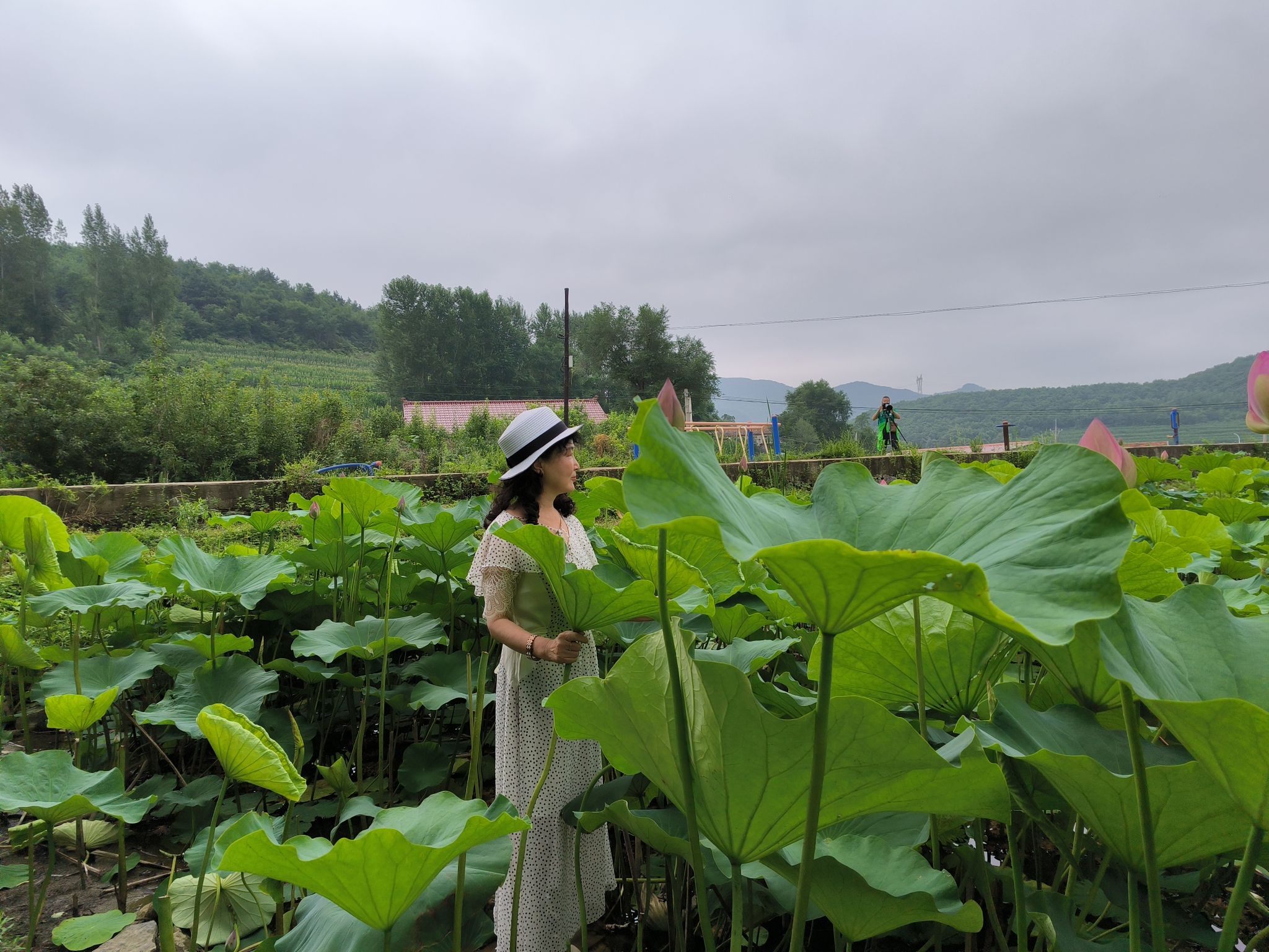 大浓湖荷花池旅行图片 3