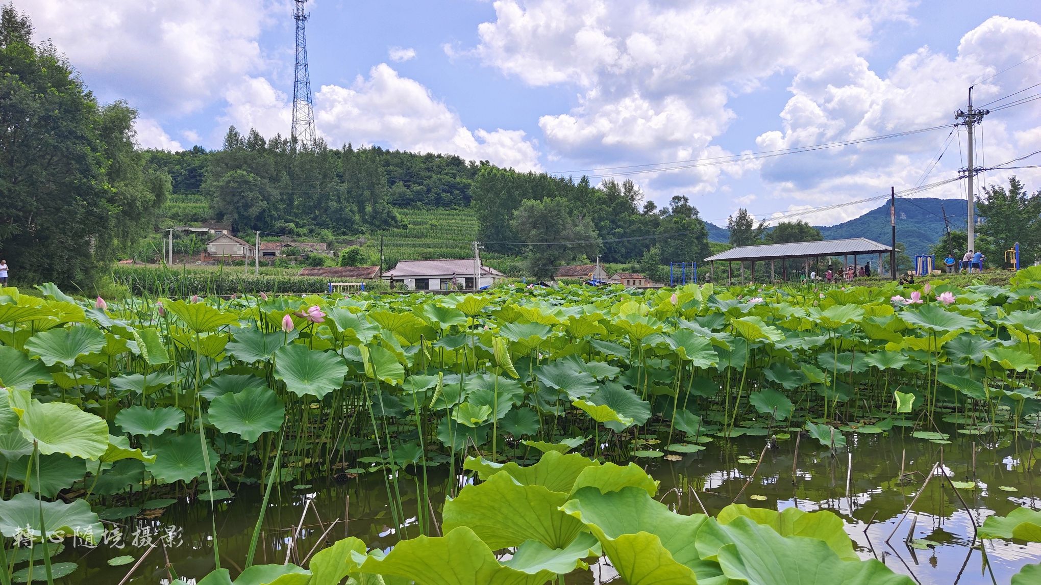 大浓湖荷花池