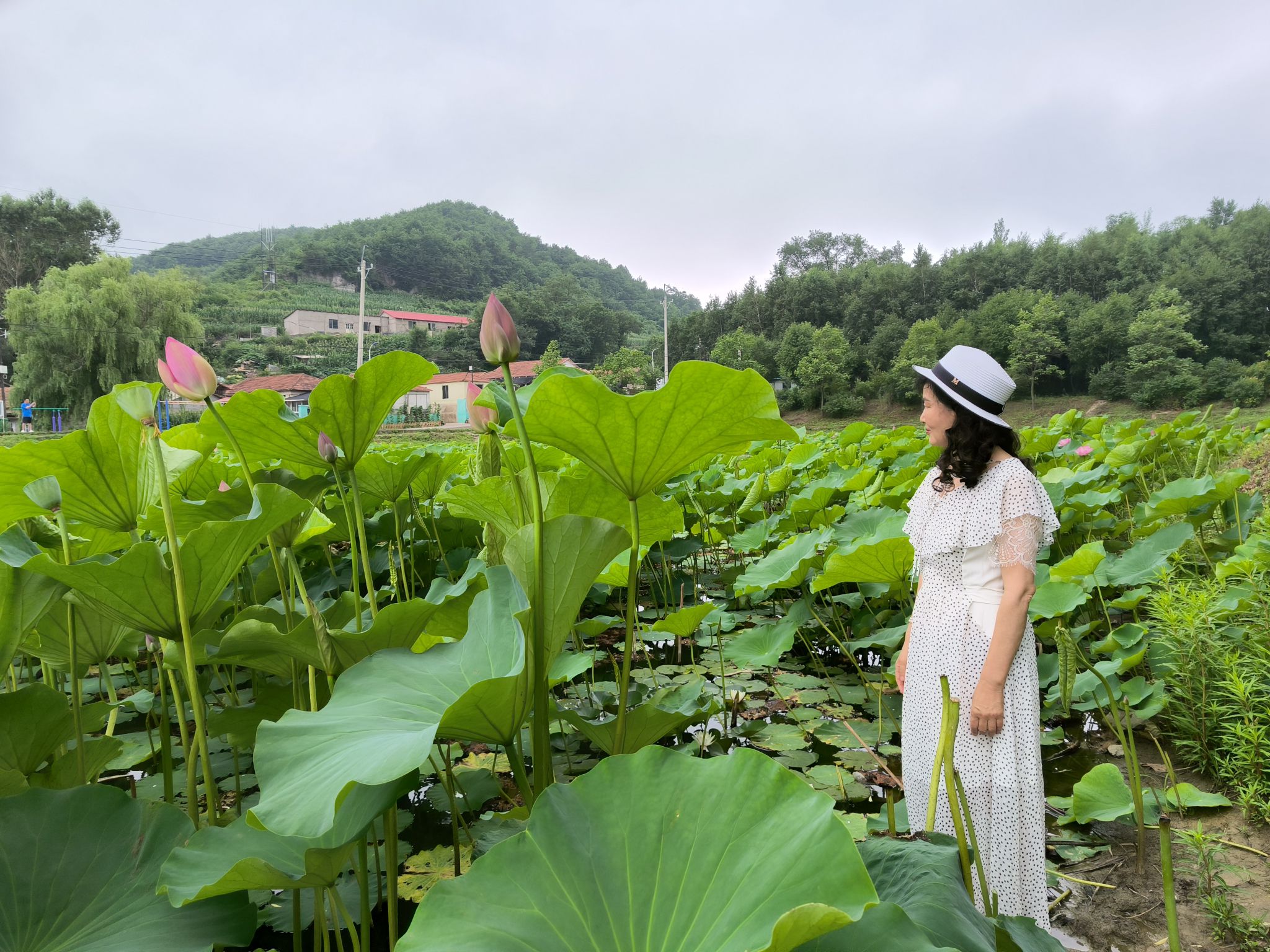 大浓湖荷花池旅行图片 2