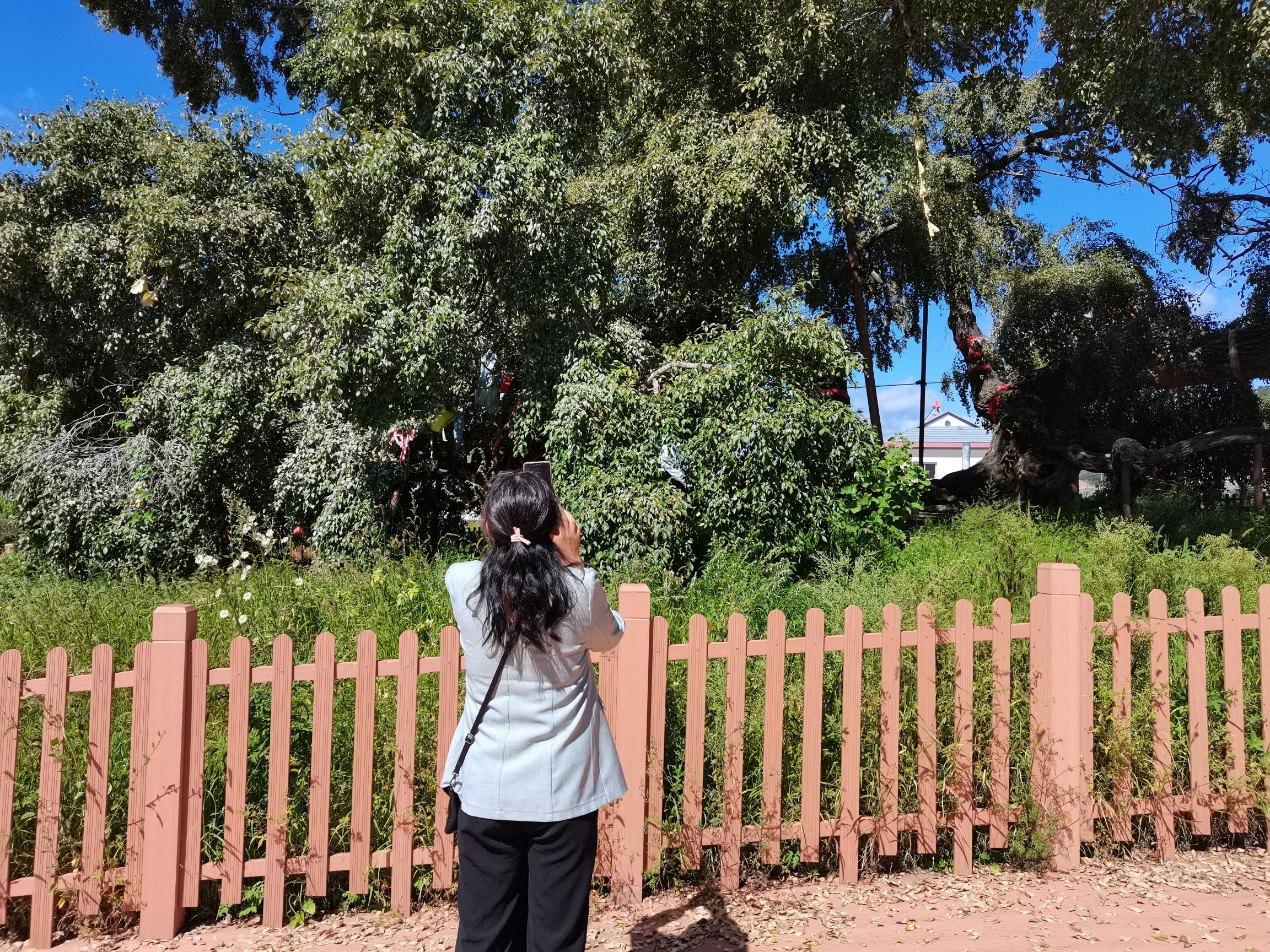 九龙蟠杨旅行图片 3