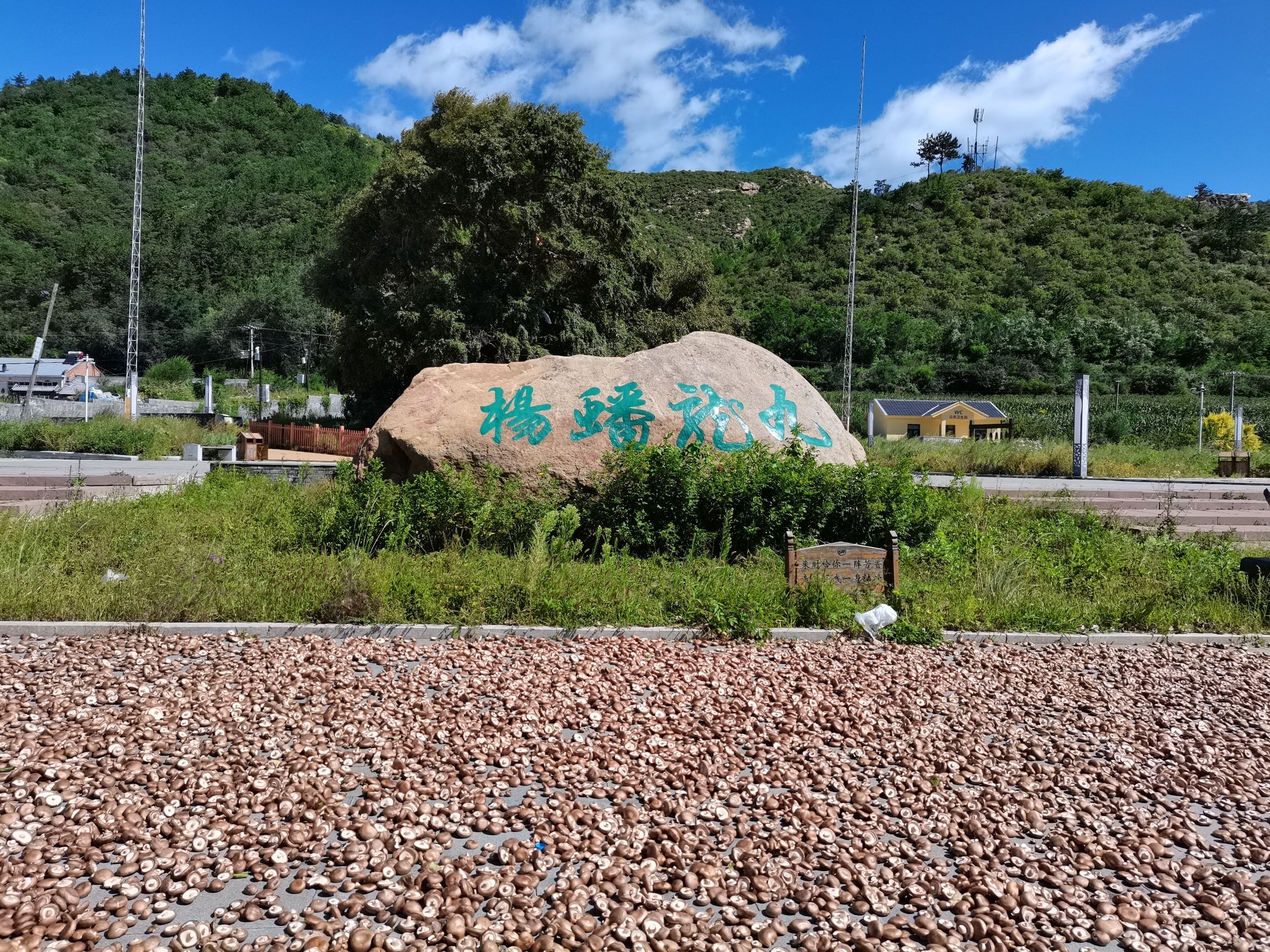 九龙蟠杨旅行图片 1