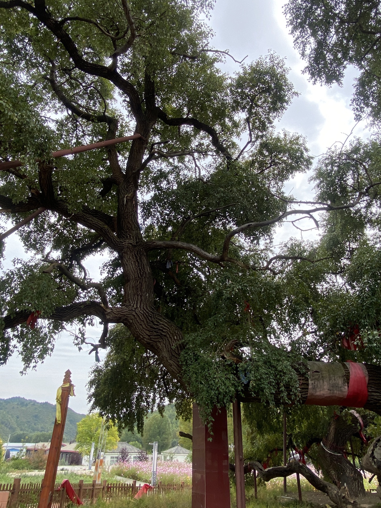 九龙蟠杨旅行图片 3