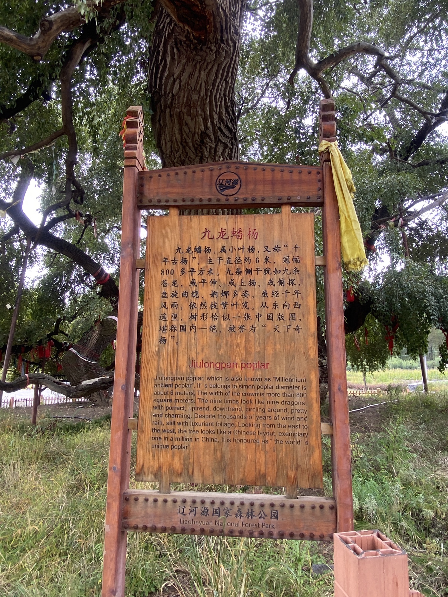 九龙蟠杨旅行图片 2