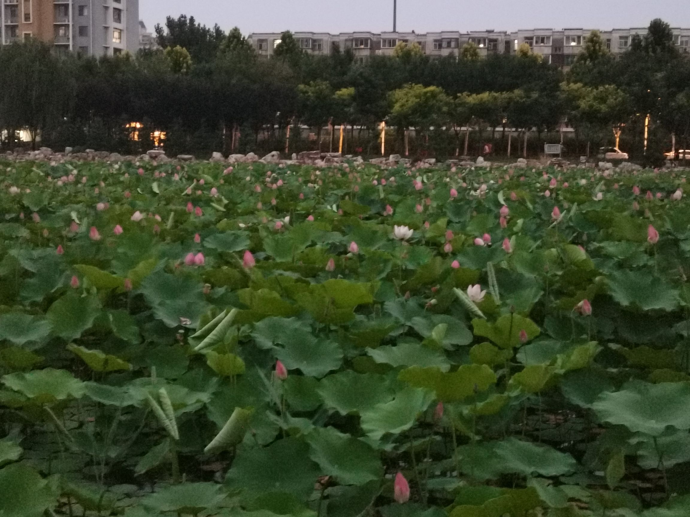 襄都湖公园旅行图片 1