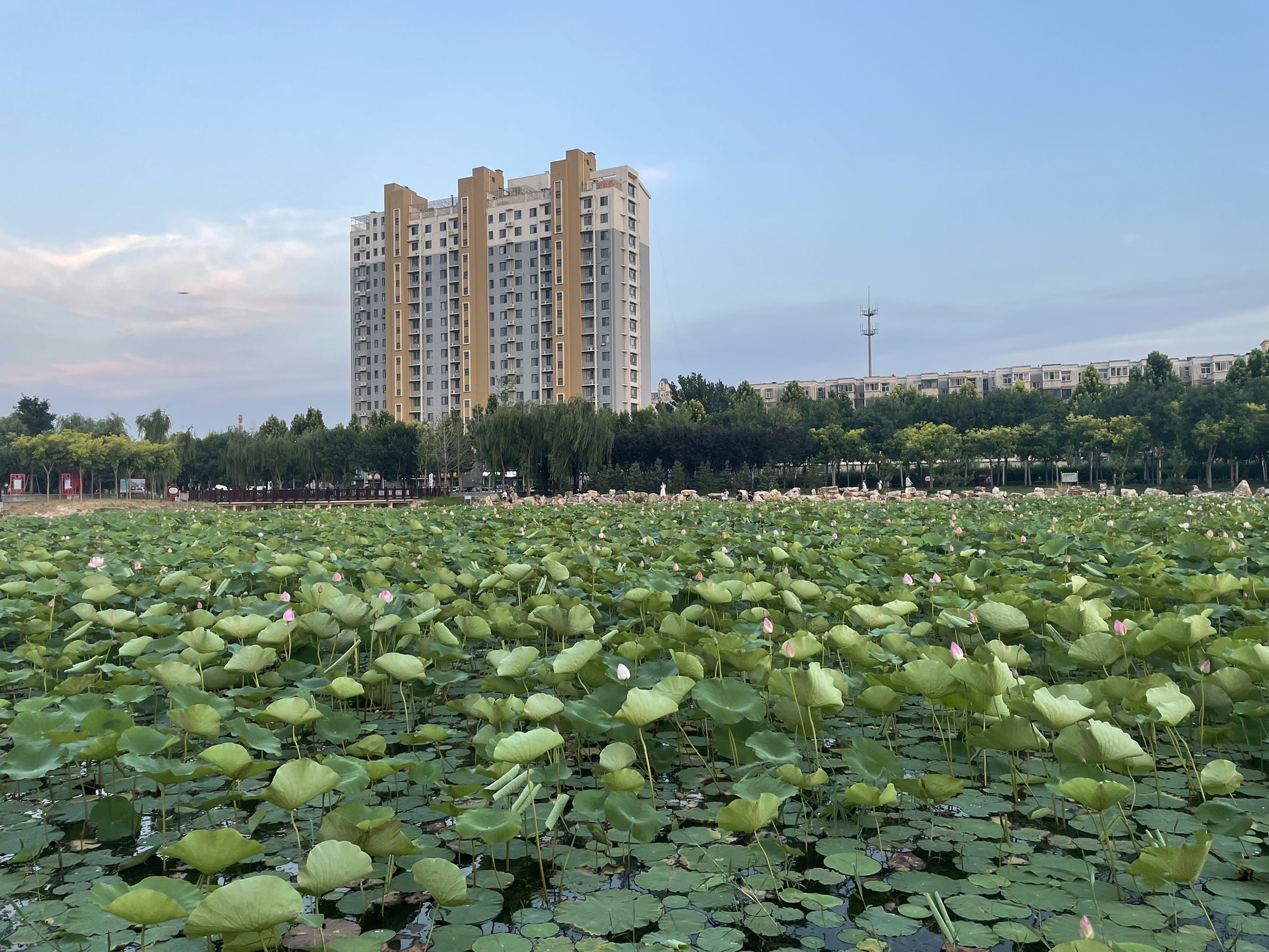 襄都湖公园旅行图片 1