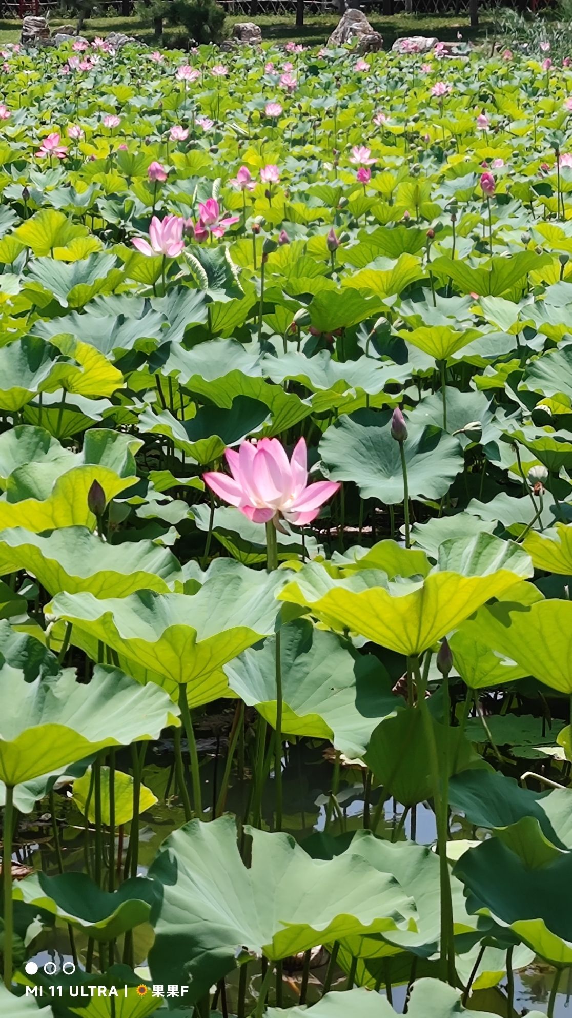 襄都湖公园旅行图片 3