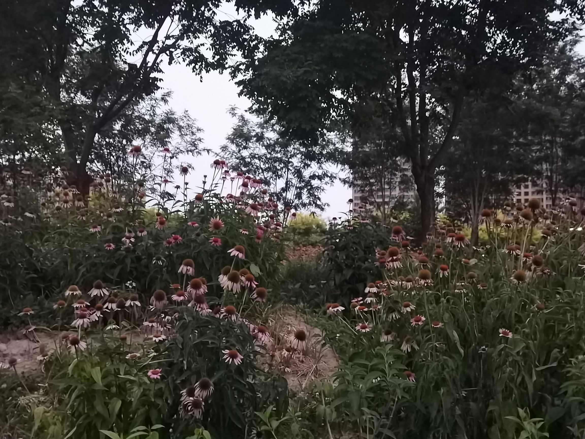 襄都湖公园旅行图片 2