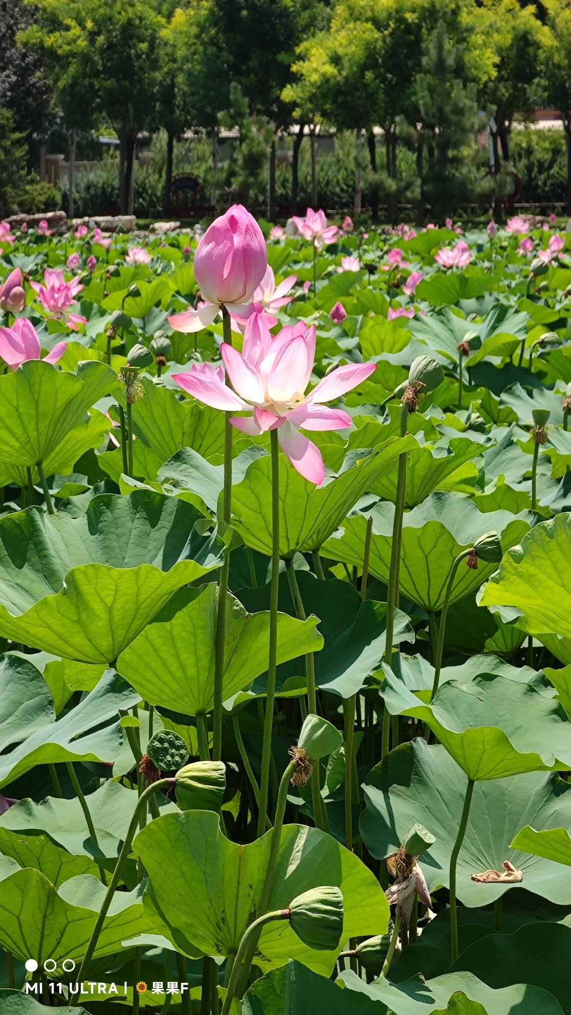 襄都湖公园旅行图片 2