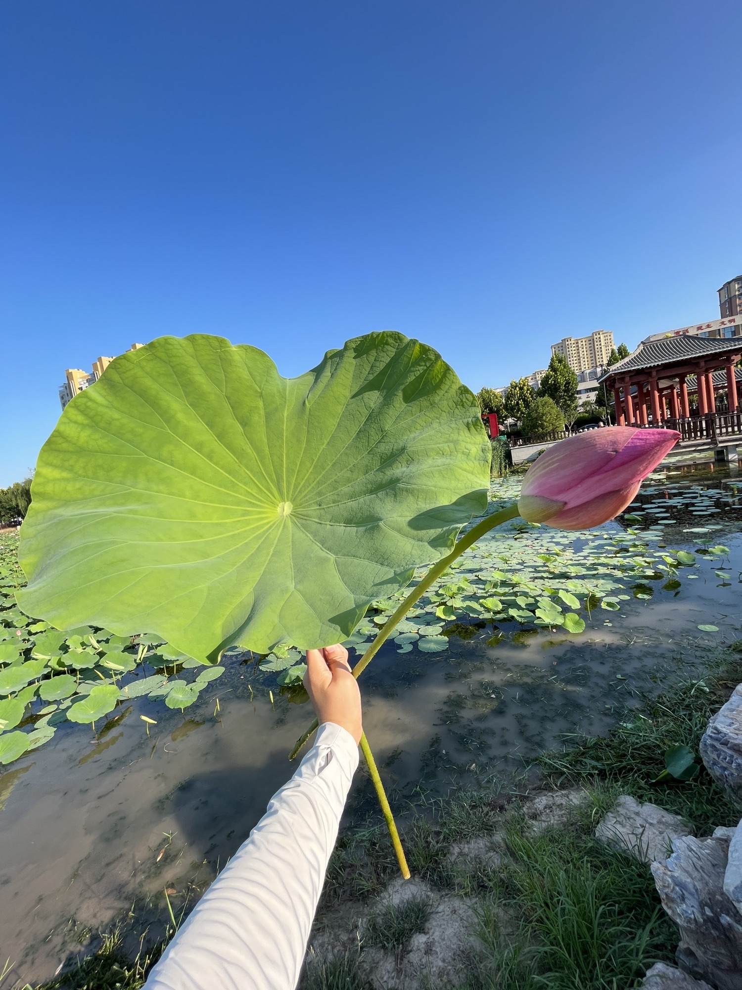 襄都湖公园旅行图片 3