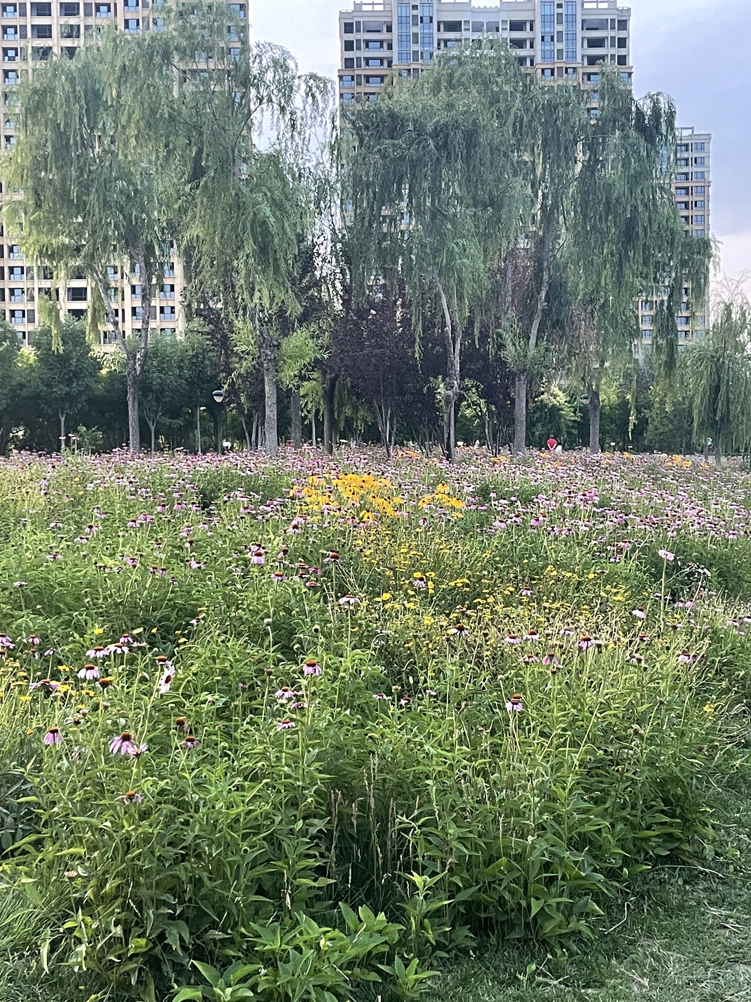 襄都湖公园旅行图片 2