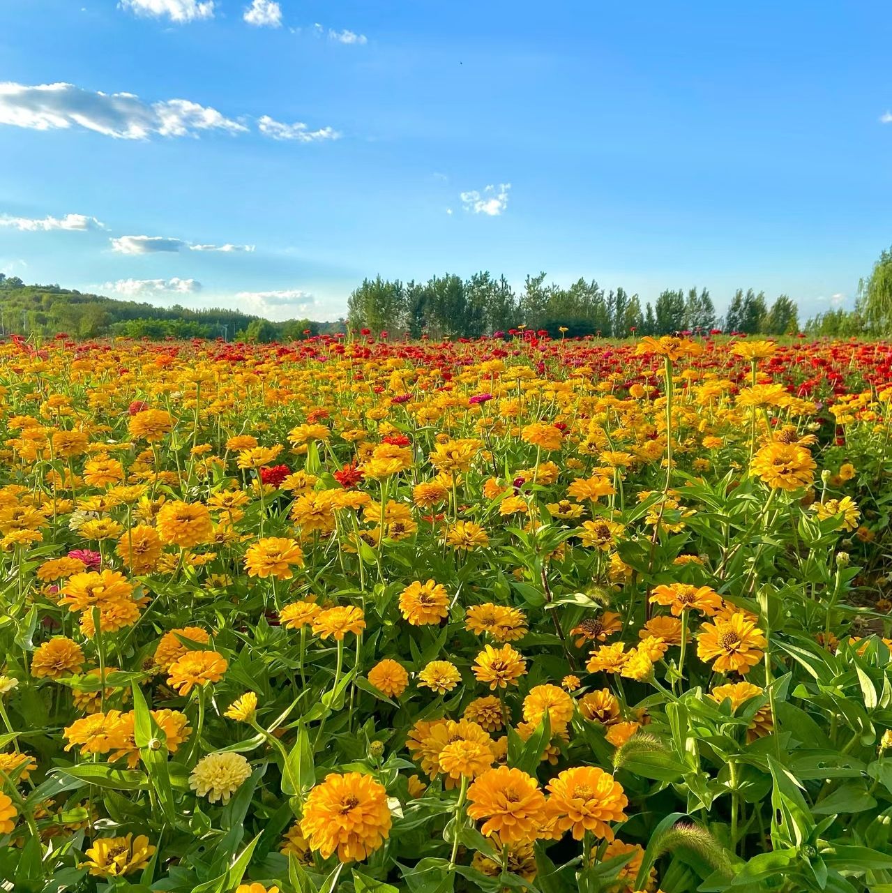 森林公园旅行图片 3