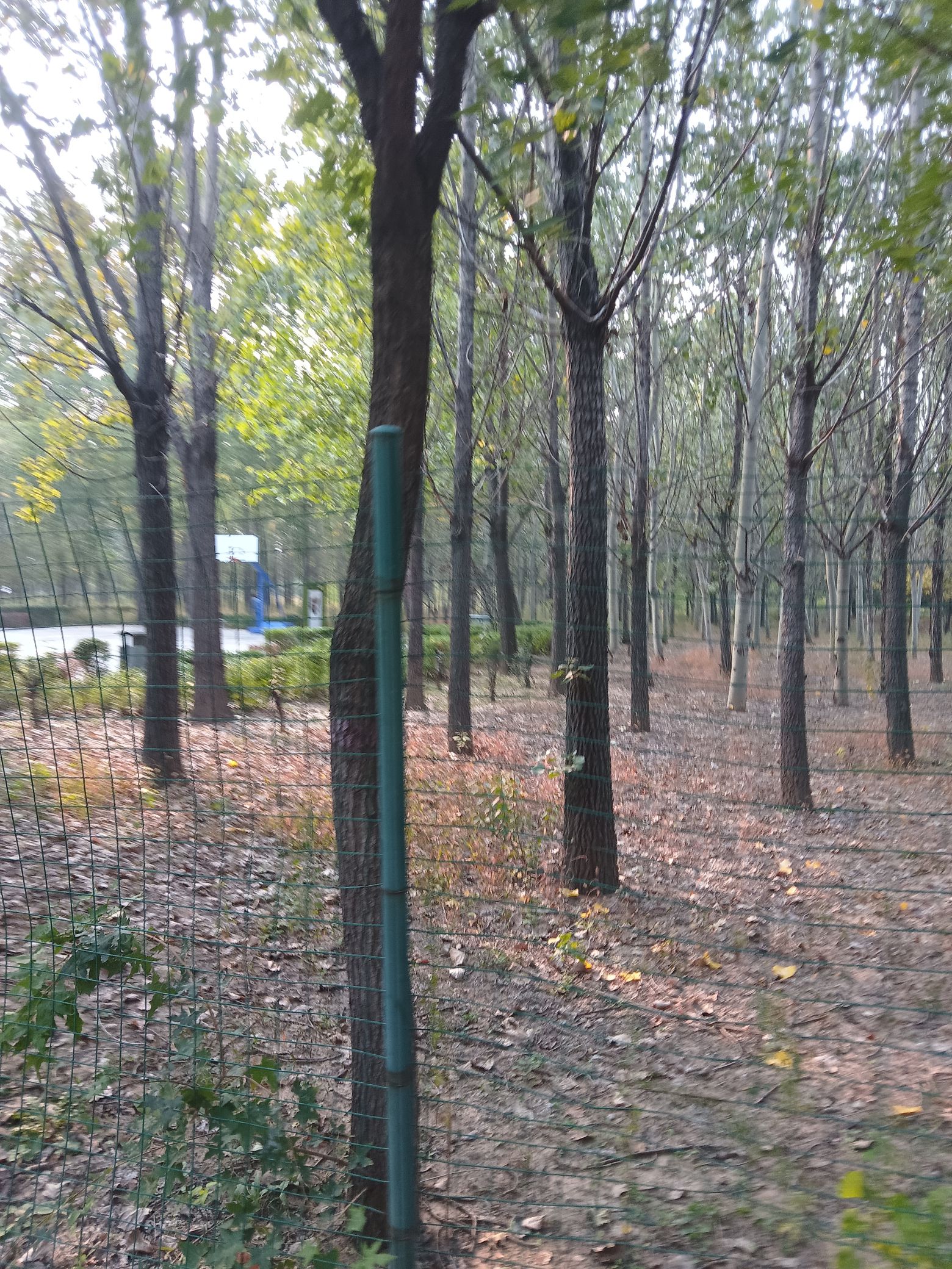 森林公园旅行图片 2