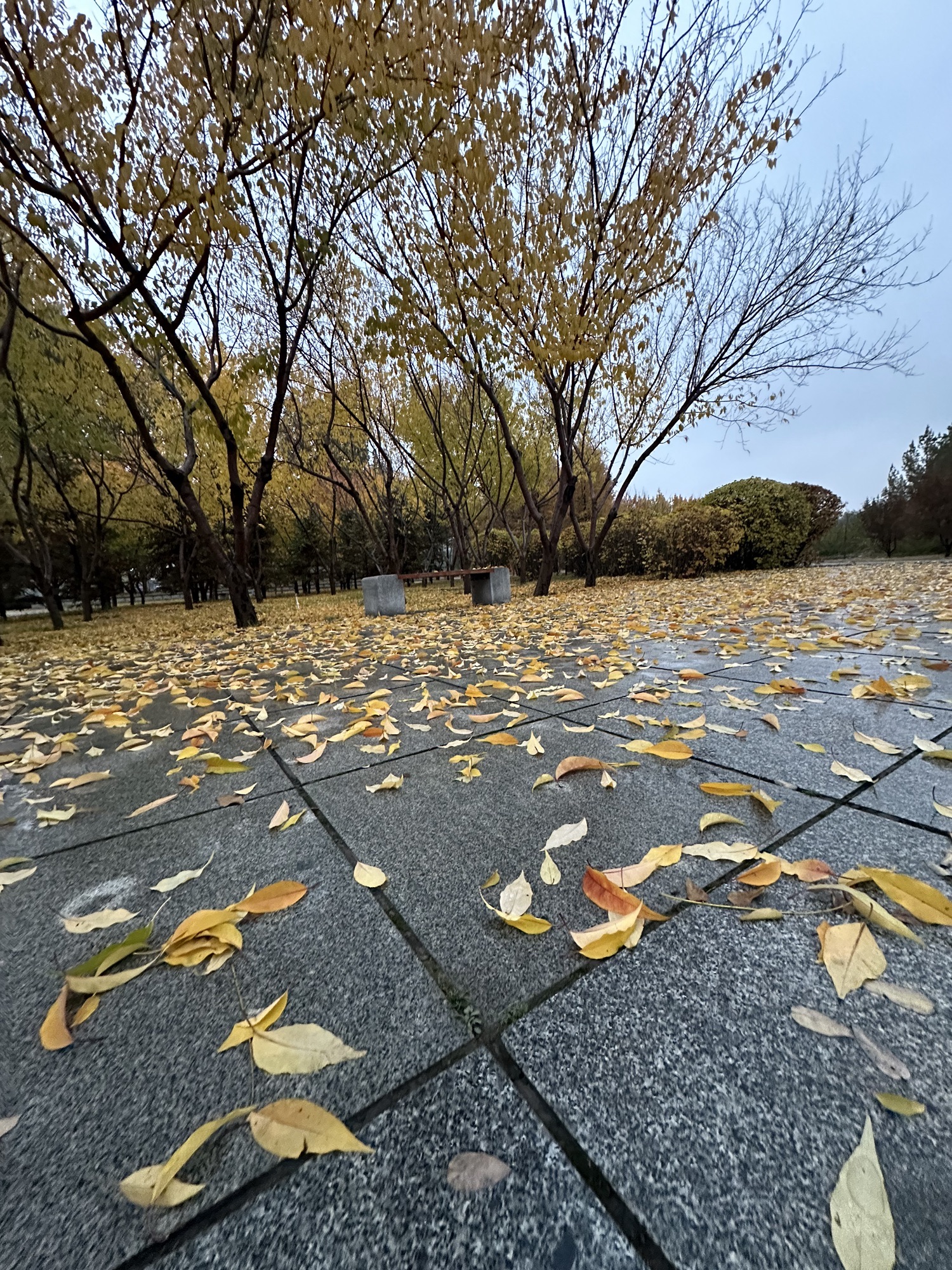 呼和浩特市植物园旅行图片 3