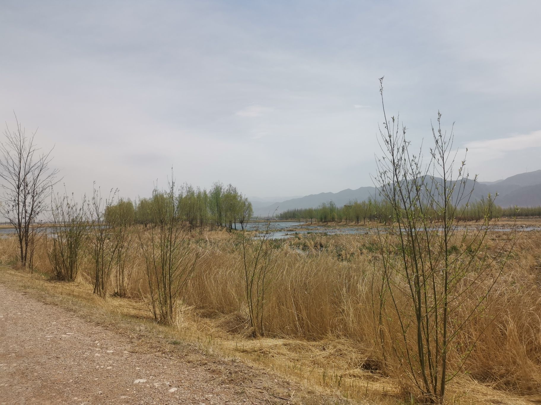壶流河湿地旅行图片 3
