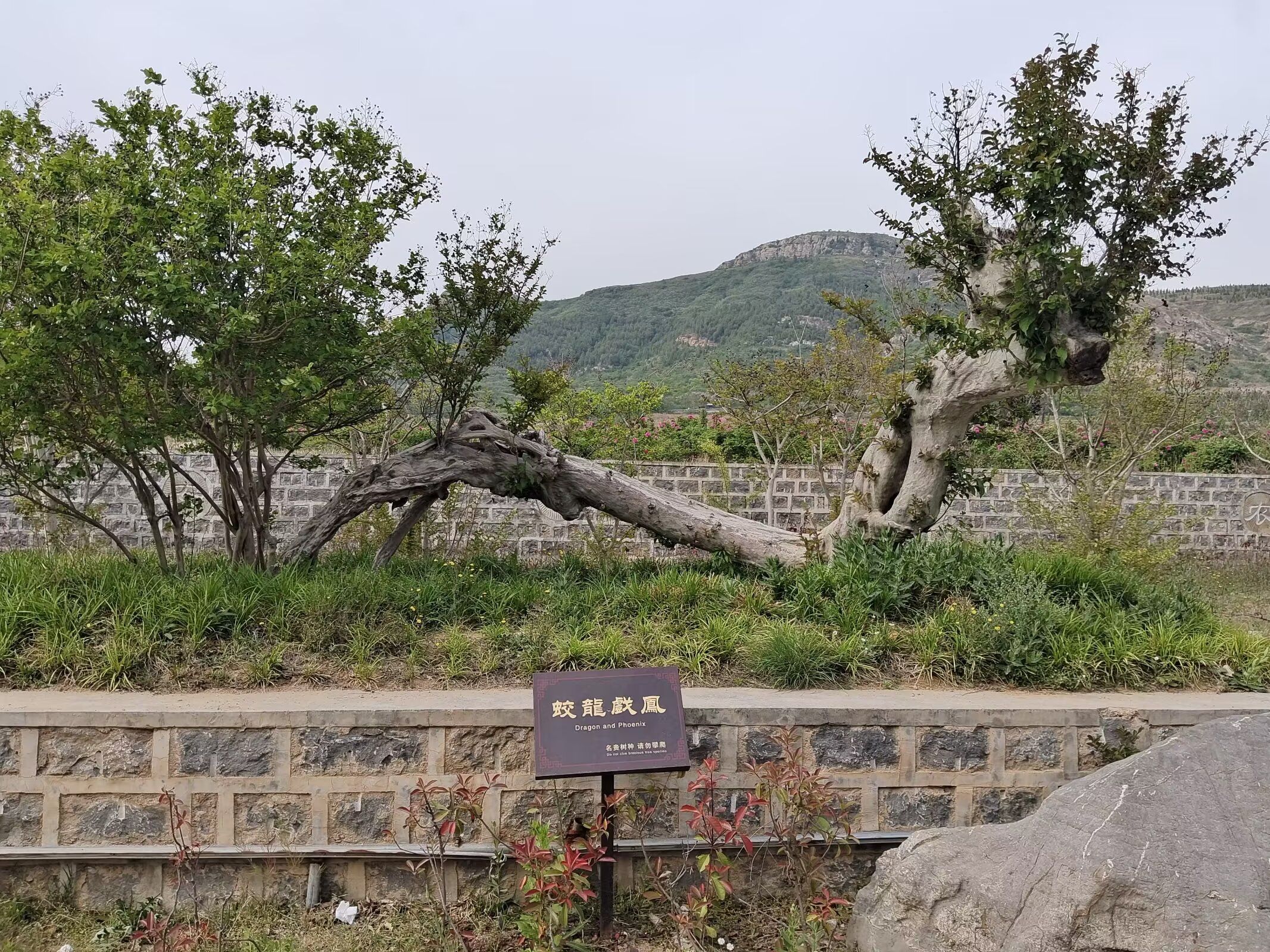 见子山景区旅行图片 3